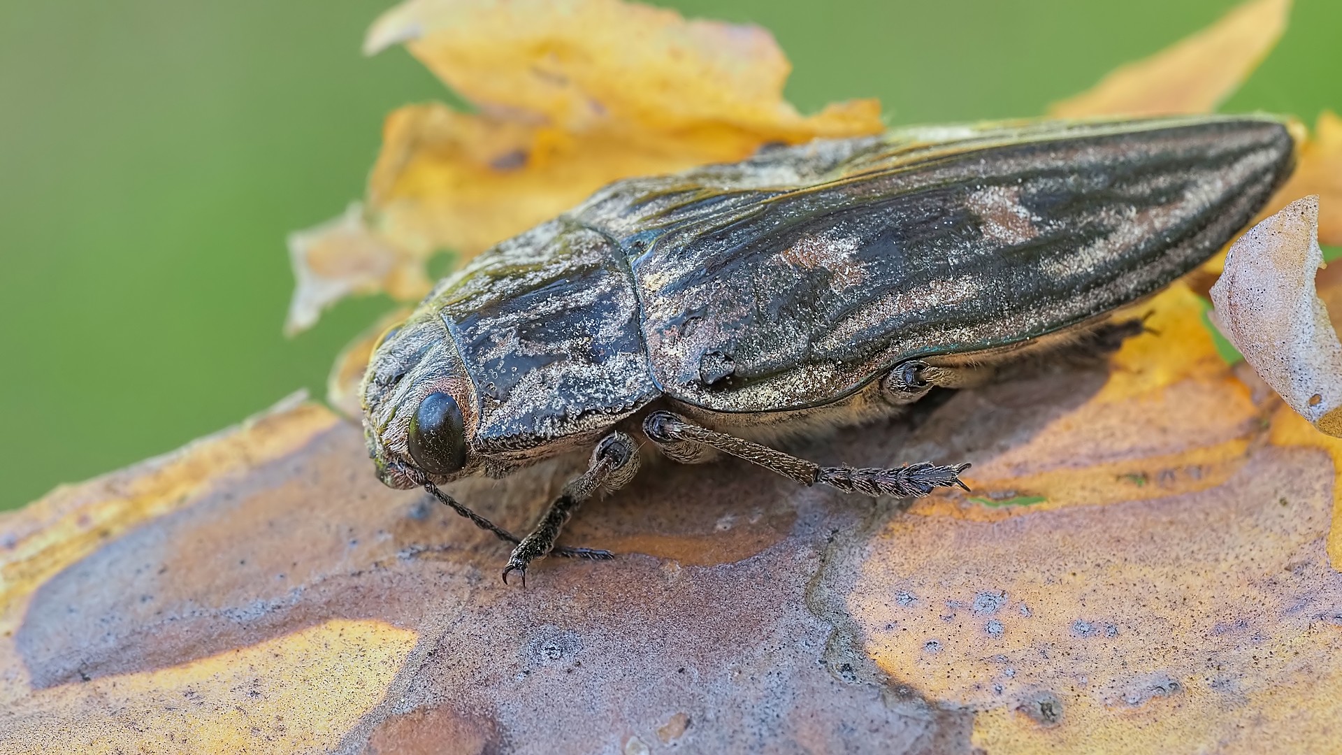 Nazwa:  miedziak sosnowiec165767mf.jpg
Wyświetleń: 62
Rozmiar:  562,7 KB