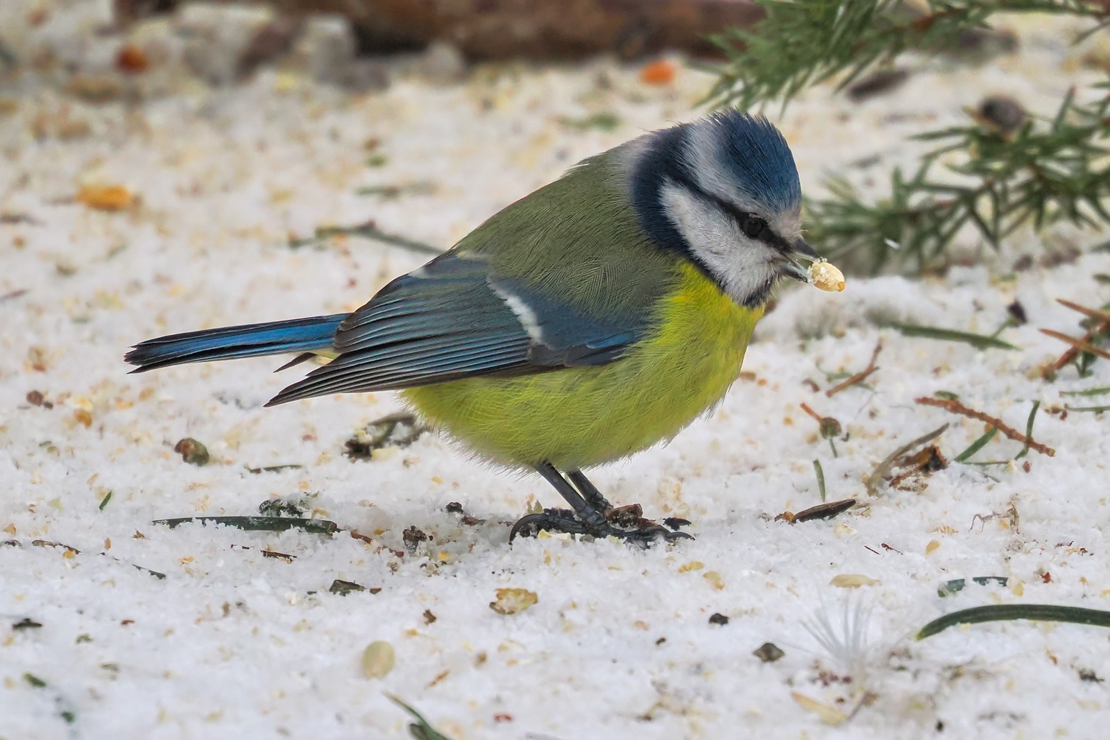 Nazwa:  modraszka359408jf.jpg
Wyświetleń: 78
Rozmiar:  308,1 KB