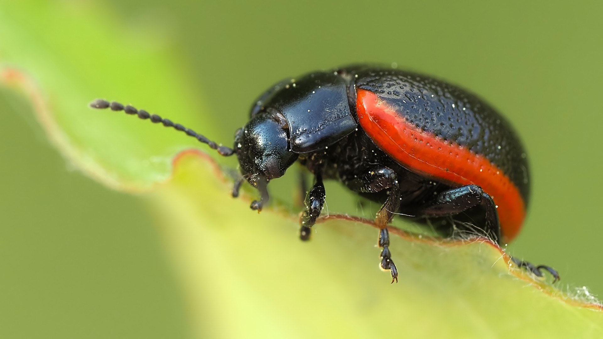 Nazwa:  złotka lnicowa170062mf.jpg
Wyświetleń: 35
Rozmiar:  188,3 KB