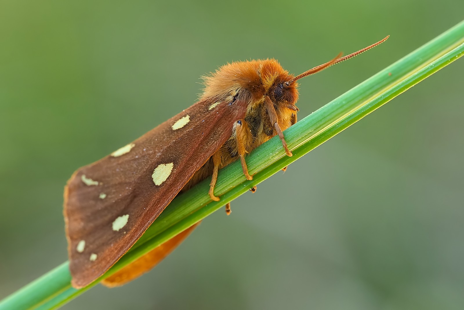 Nazwa:  niedźwiedziówka dwórka171422mf.jpg
Wyświetleń: 31
Rozmiar:  190,5 KB
