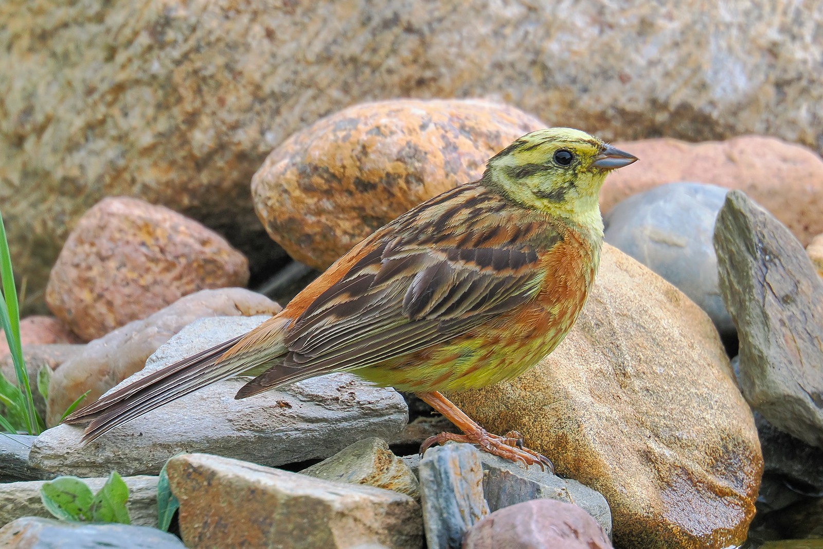 Nazwa:  trznadel036690jf.jpg
Wyświetleń: 59
Rozmiar:  505,8 KB