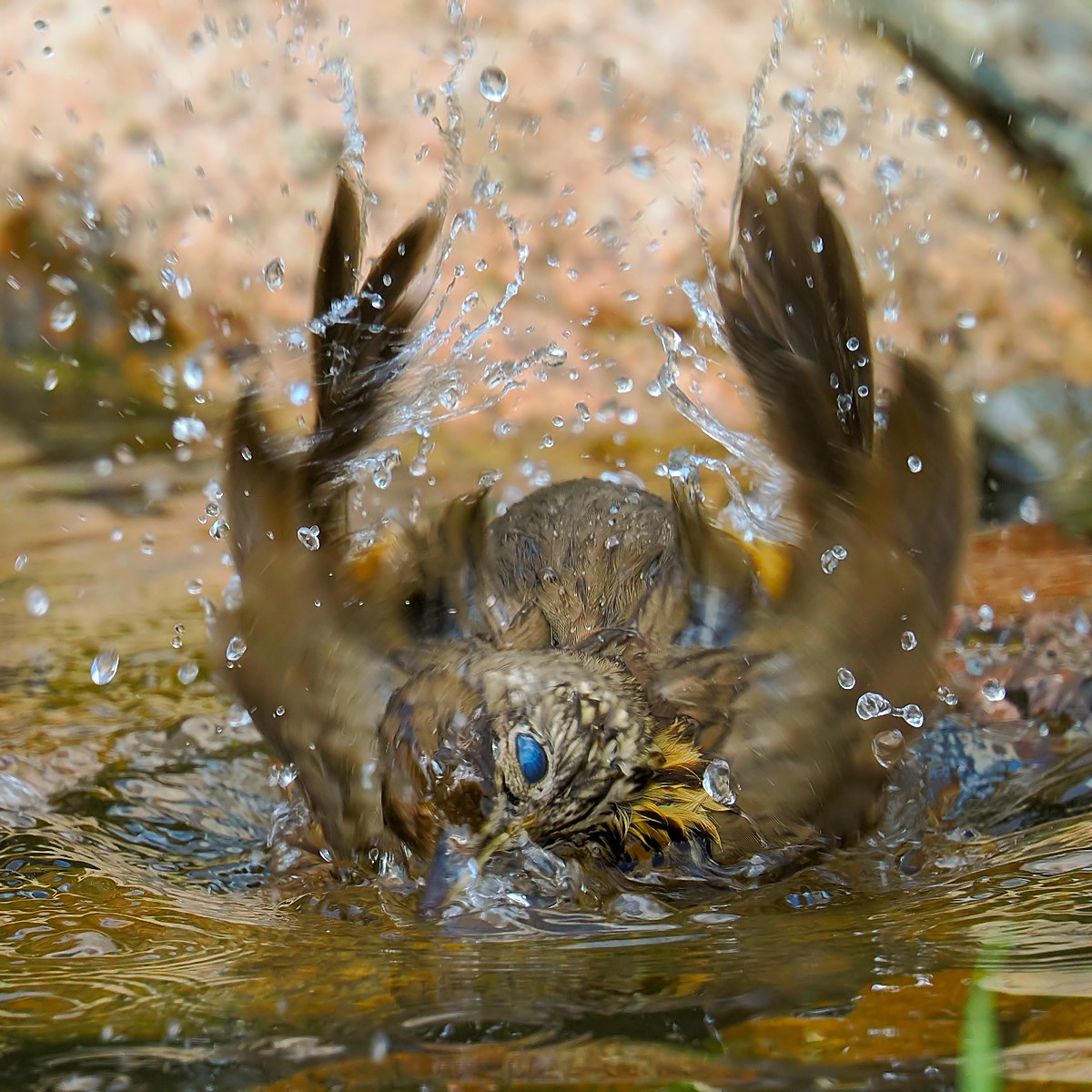 Nazwa:  drozd śpiewak237008jf.jpg
Wyświetleń: 55
Rozmiar:  327,6 KB