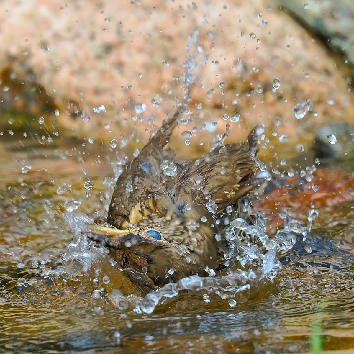Nazwa:  drozd śpiewak237021jf.jpg
Wyświetleń: 48
Rozmiar:  367,7 KB