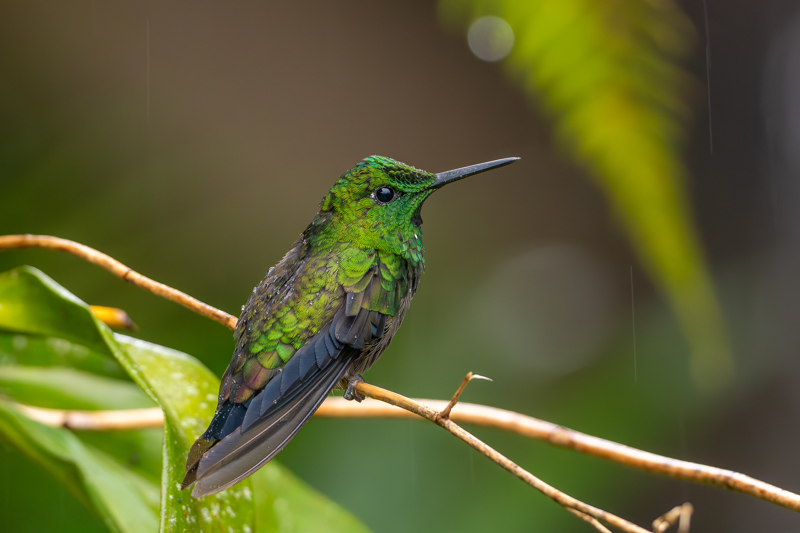 Nazwa:  P1170353-2.jpg
Wyświetleń: 92
Rozmiar:  2,65 MB