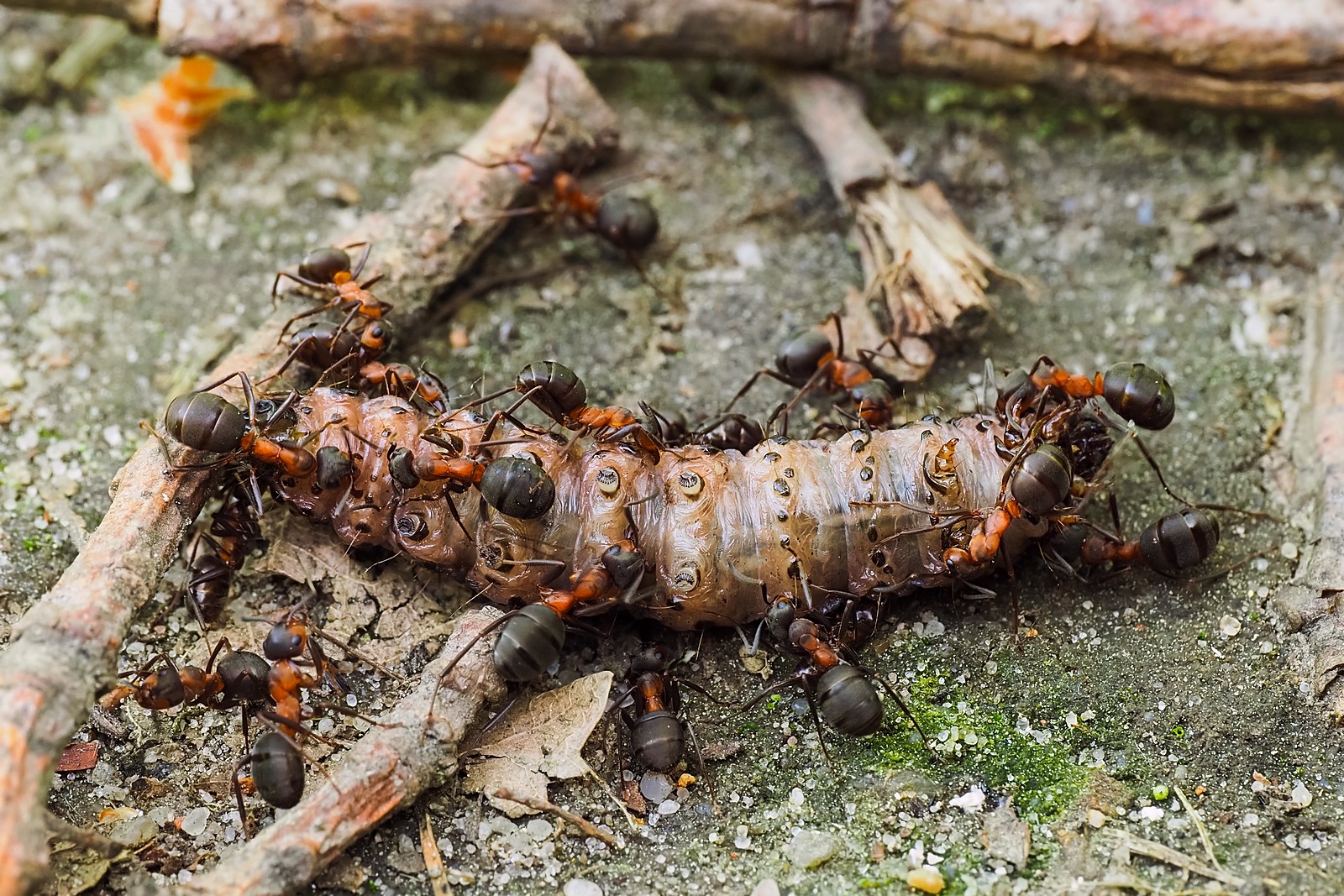 Nazwa:  mrówki167709mf.jpg
Wyświetleń: 27
Rozmiar:  598,8 KB