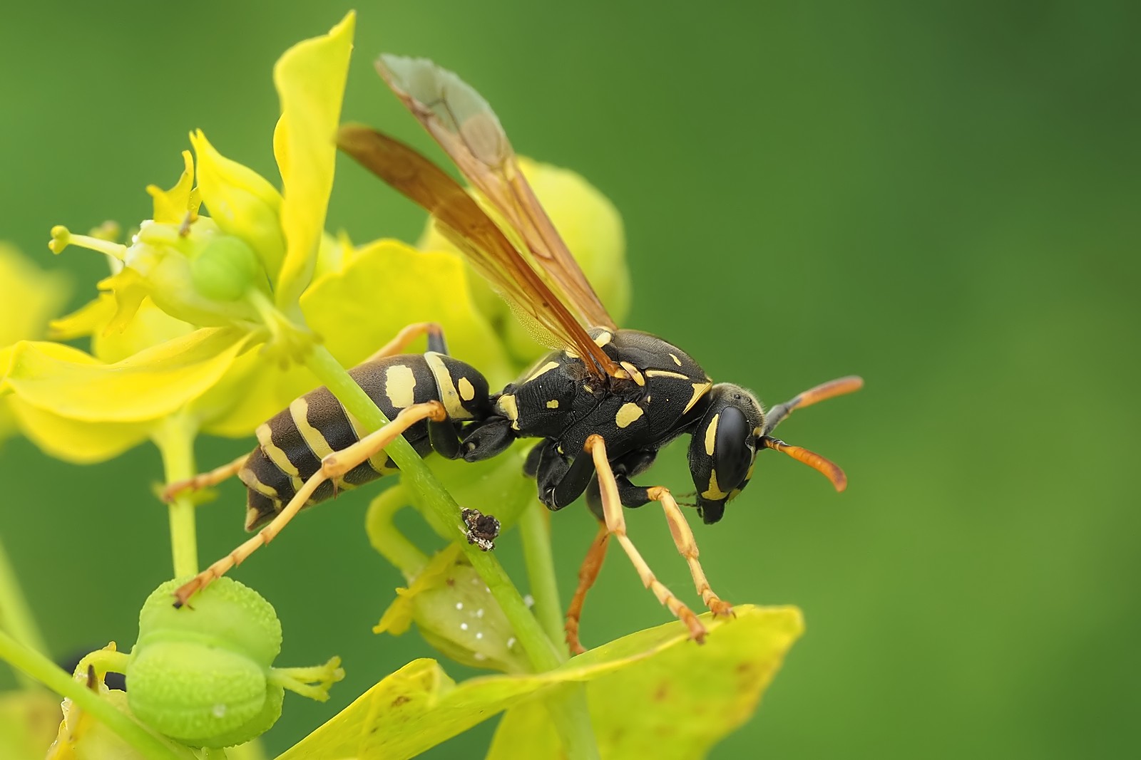 Nazwa:  Klecanka pospolita176780mf.jpg
Wyświetleń: 72
Rozmiar:  178,3 KB