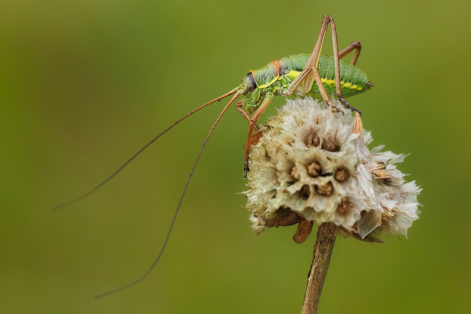 Nazwa:  siodlarka stepowa180659jf.jpg
Wyświetleń: 66
Rozmiar:  167,6 KB
