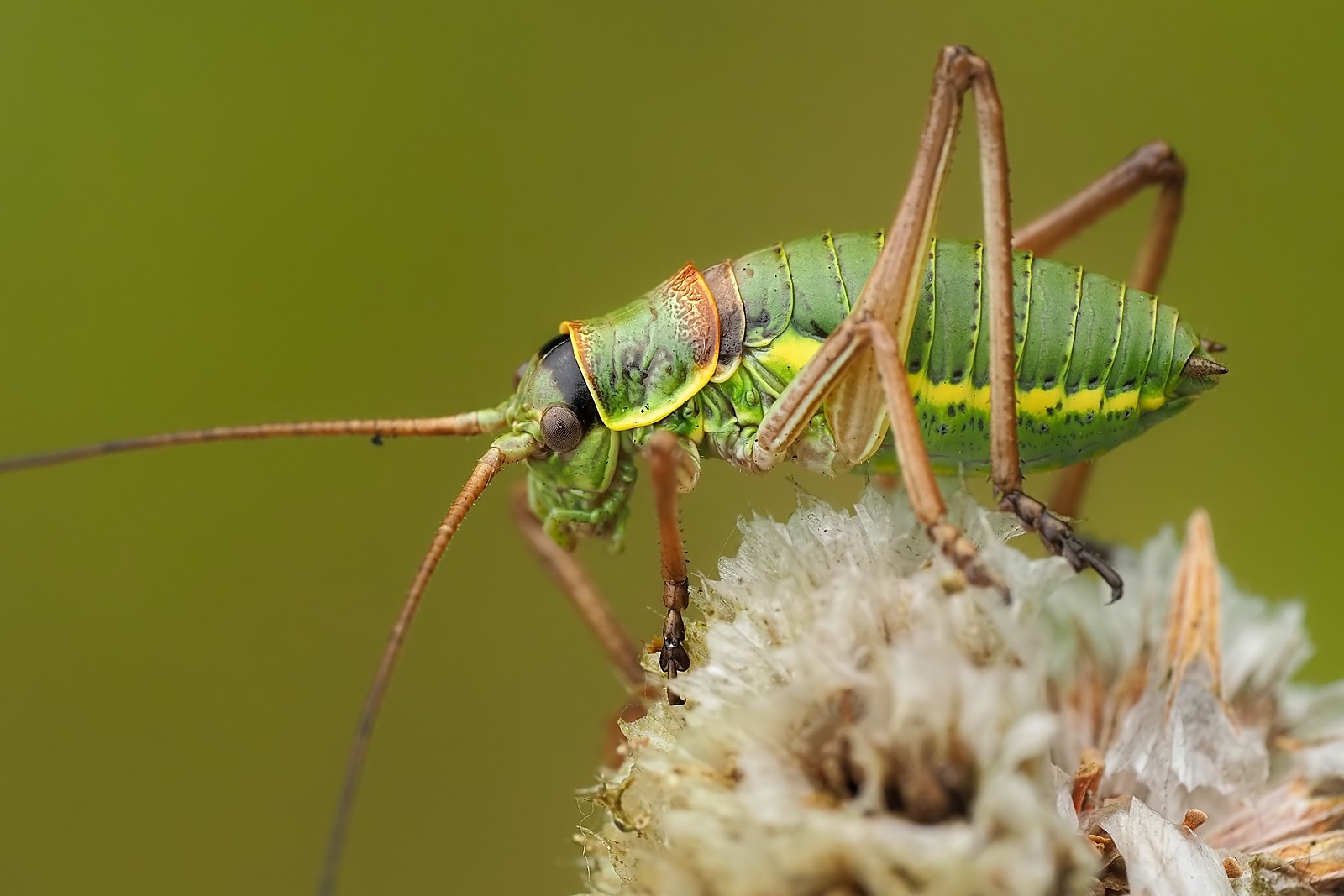 Nazwa:  siodlarka stepowa180651mf.jpg
Wyświetleń: 66
Rozmiar:  188,9 KB