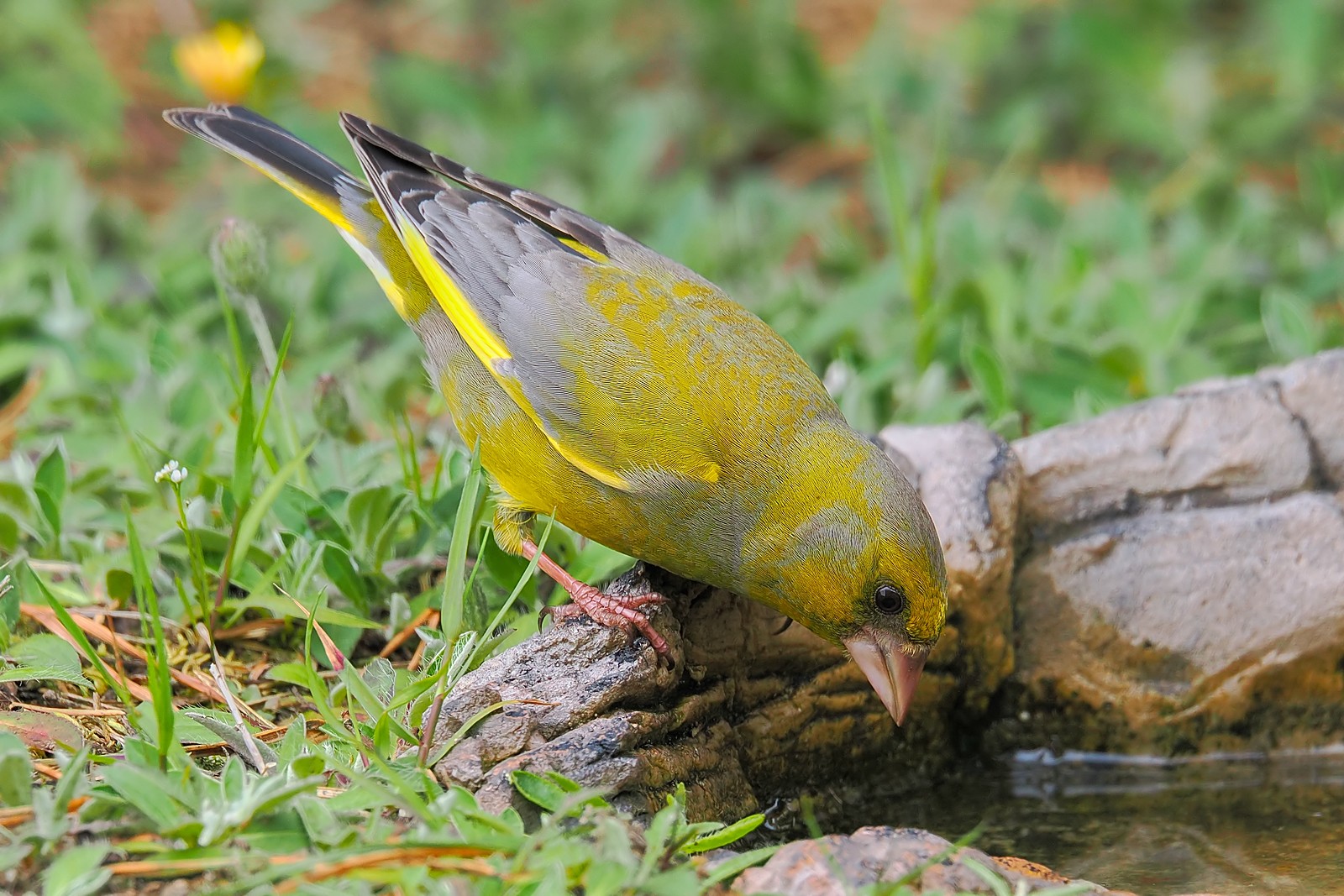 Nazwa:  dzwoniec232581jf.jpg
Wyświetleń: 91
Rozmiar:  413,4 KB