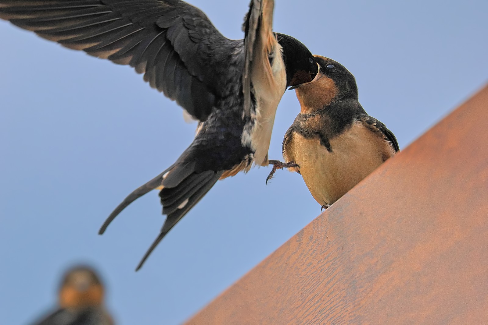 Nazwa:  dymówka006018j1f.jpg
Wyświetleń: 80
Rozmiar:  252,4 KB