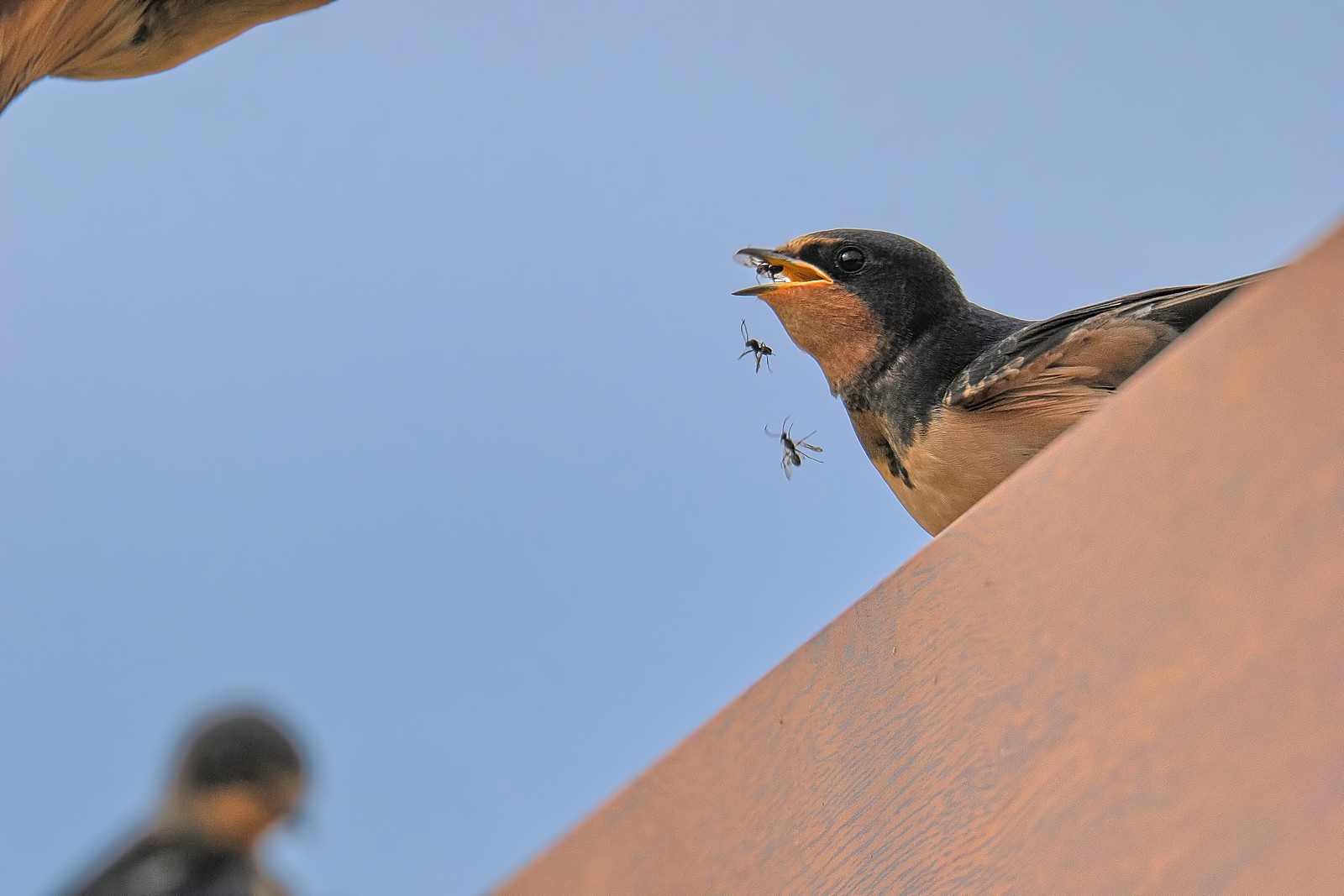 Nazwa:  dymówka006024j1f.jpg
Wyświetleń: 80
Rozmiar:  188,6 KB