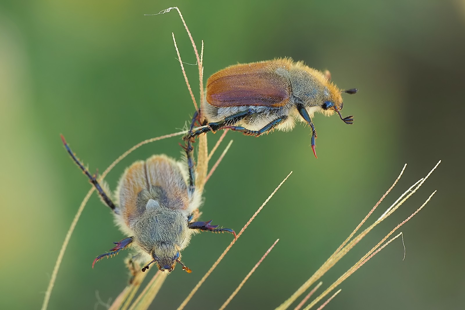 Nazwa:  nałanki zbożowe171253mf.jpg
Wyświetleń: 61
Rozmiar:  210,2 KB