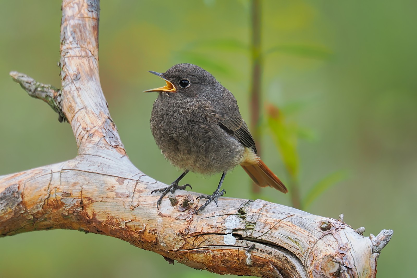 Nazwa:  kopciuszek249958jf.jpg
Wyświetleń: 52
Rozmiar:  307,3 KB