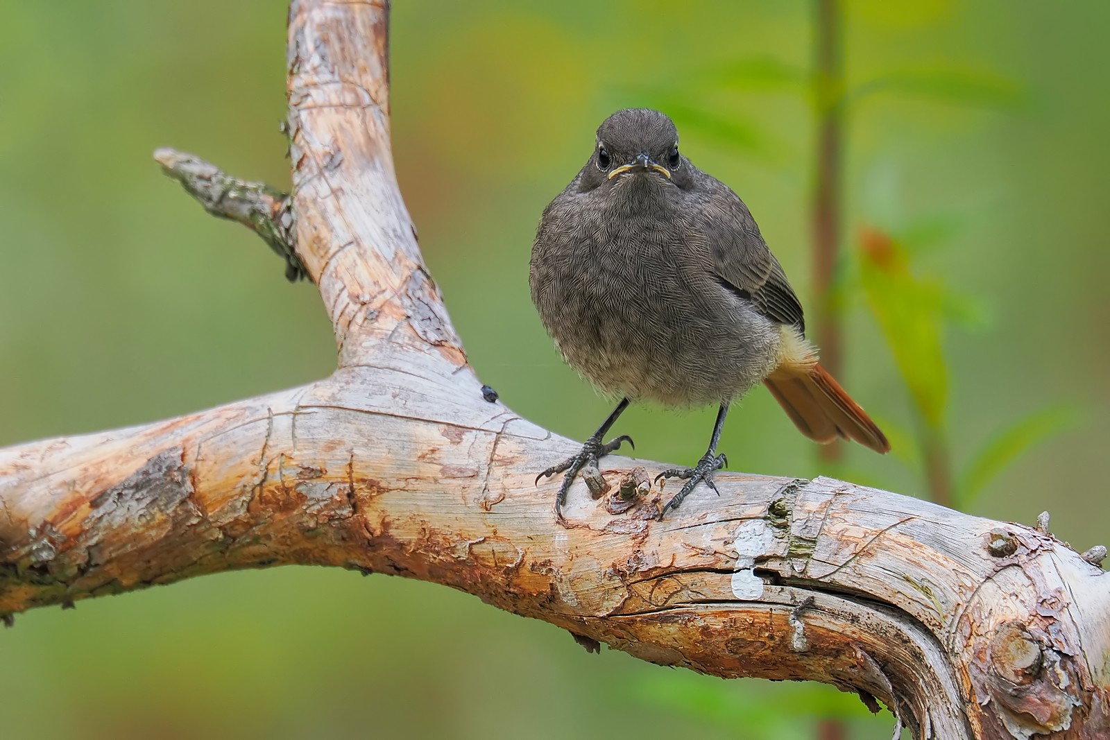 Nazwa:  kopciuszek250055jf.jpg
Wyświetleń: 46
Rozmiar:  327,8 KB