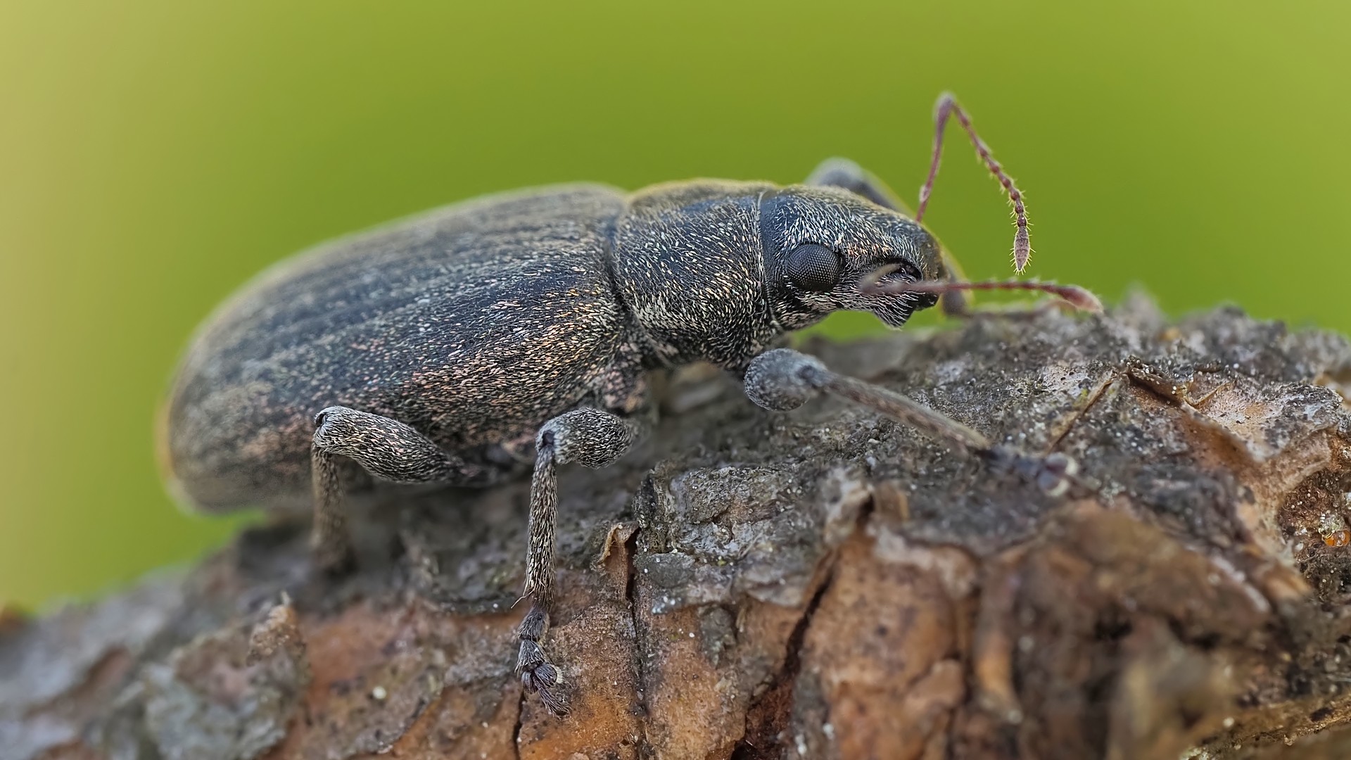 Nazwa:  choinek szary176204mf.jpg
Wyświetleń: 59
Rozmiar:  370,5 KB