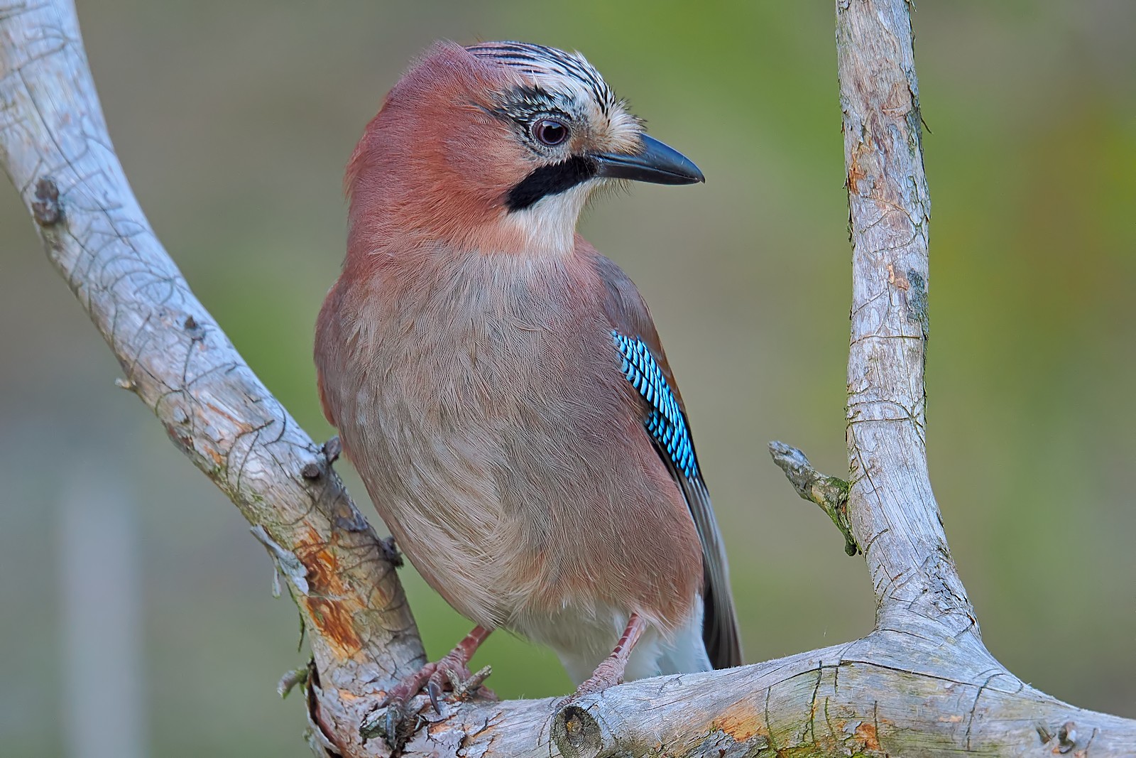 Nazwa:  sójka353366jf.jpg
Wyświetleń: 156
Rozmiar:  392,9 KB