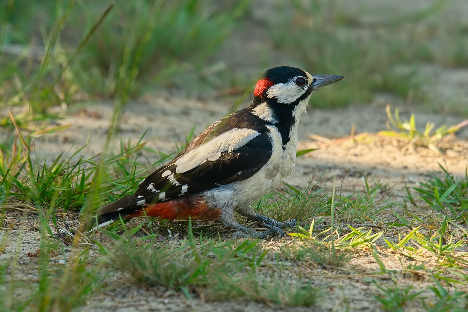 Nazwa:  dzięcioł duży252631jf.jpg
Wyświetleń: 139
Rozmiar:  357,5 KB