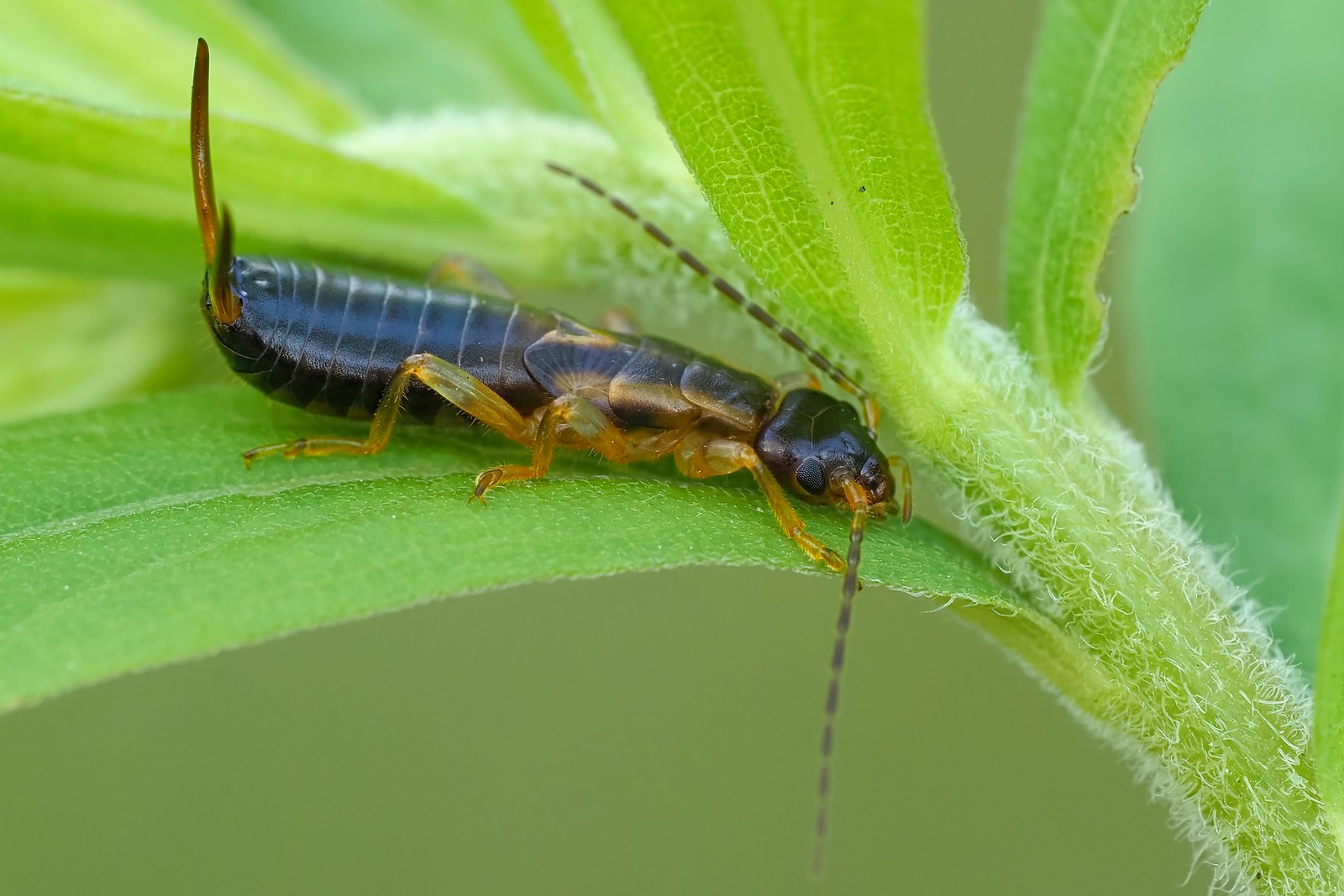 Nazwa:  skorek184515mf.jpg
Wyświetleń: 31
Rozmiar:  244,3 KB