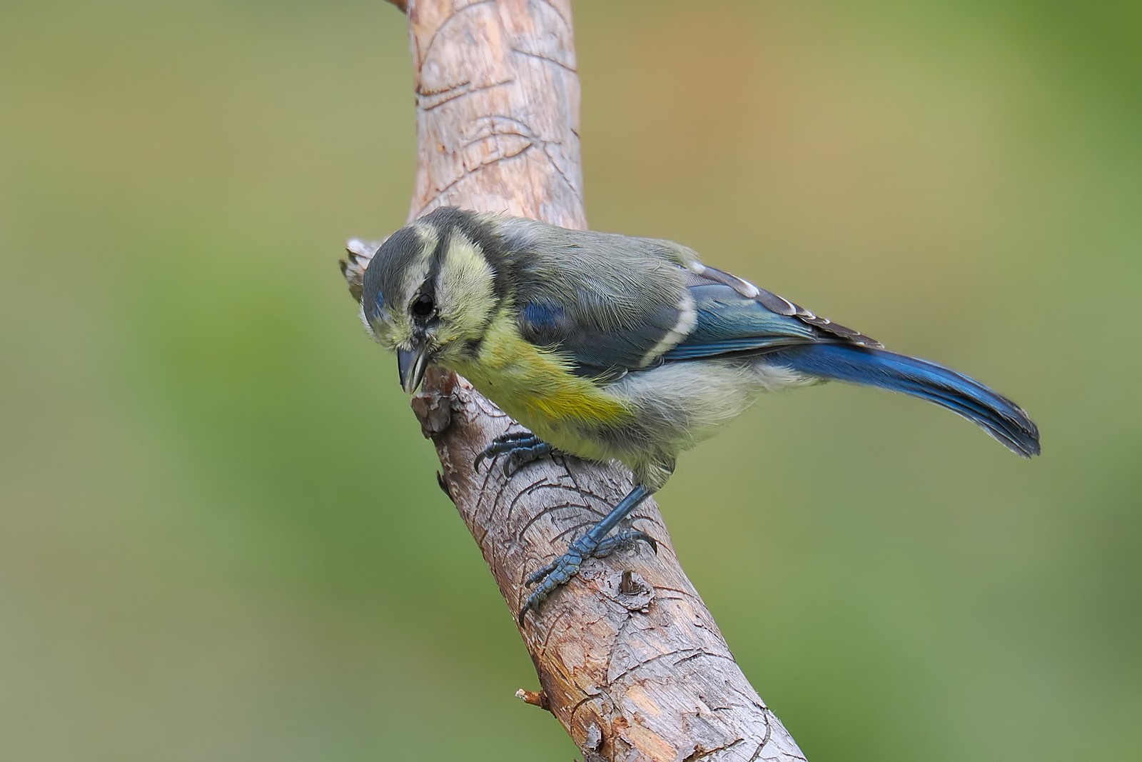 Nazwa:  modraszka2847901jf.jpg
Wyświetleń: 129
Rozmiar:  208,3 KB