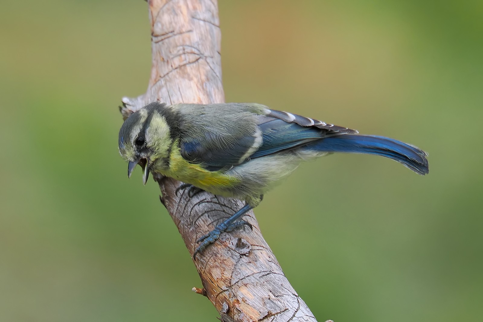 Nazwa:  modraszka2847361jf.jpg
Wyświetleń: 129
Rozmiar:  190,1 KB