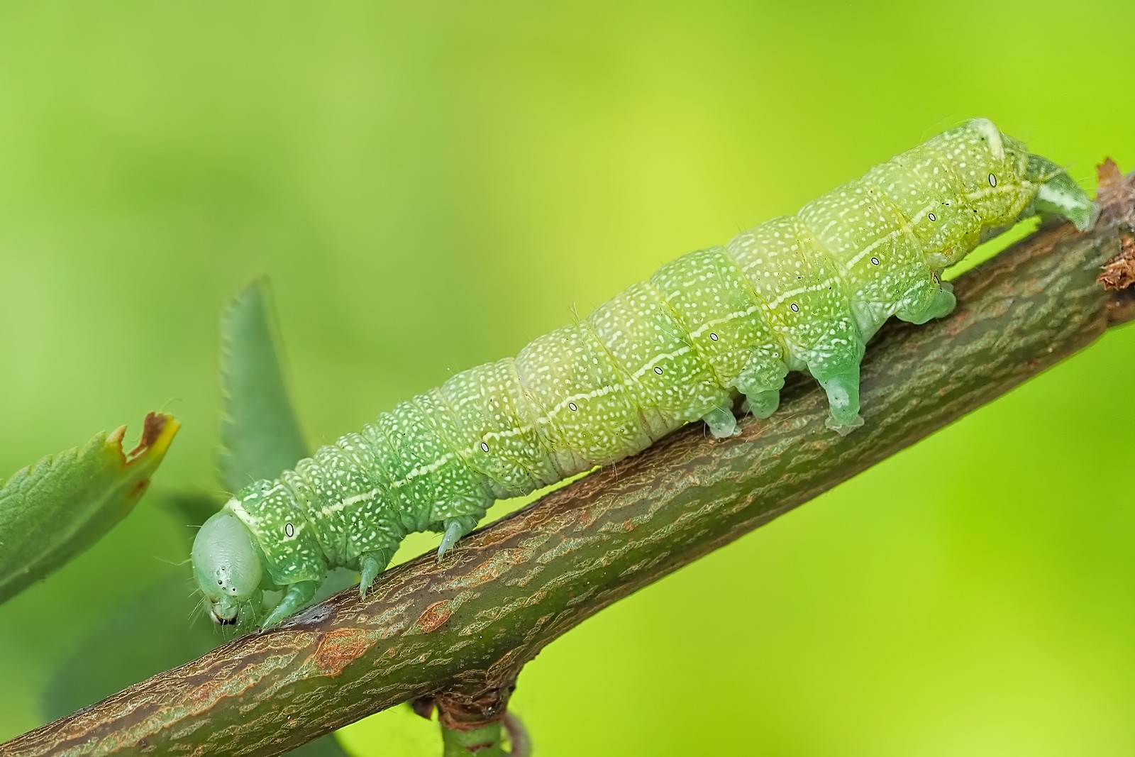 Nazwa:  gąsienica przegibki stałki172390mf.jpg
Wyświetleń: 9
Rozmiar:  280,7 KB