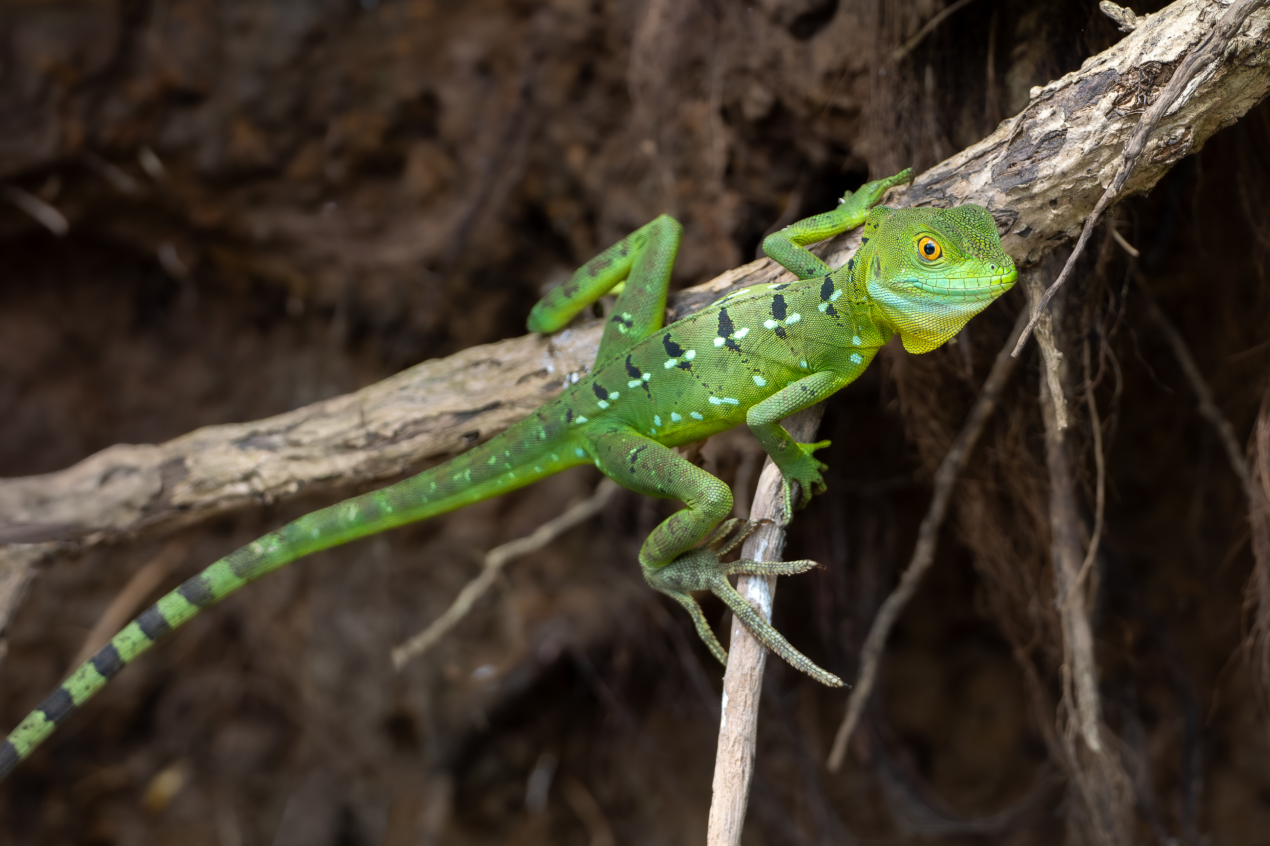 Nazwa:  P1190618-2.jpg
Wyświetleń: 79
Rozmiar:  2,10 MB