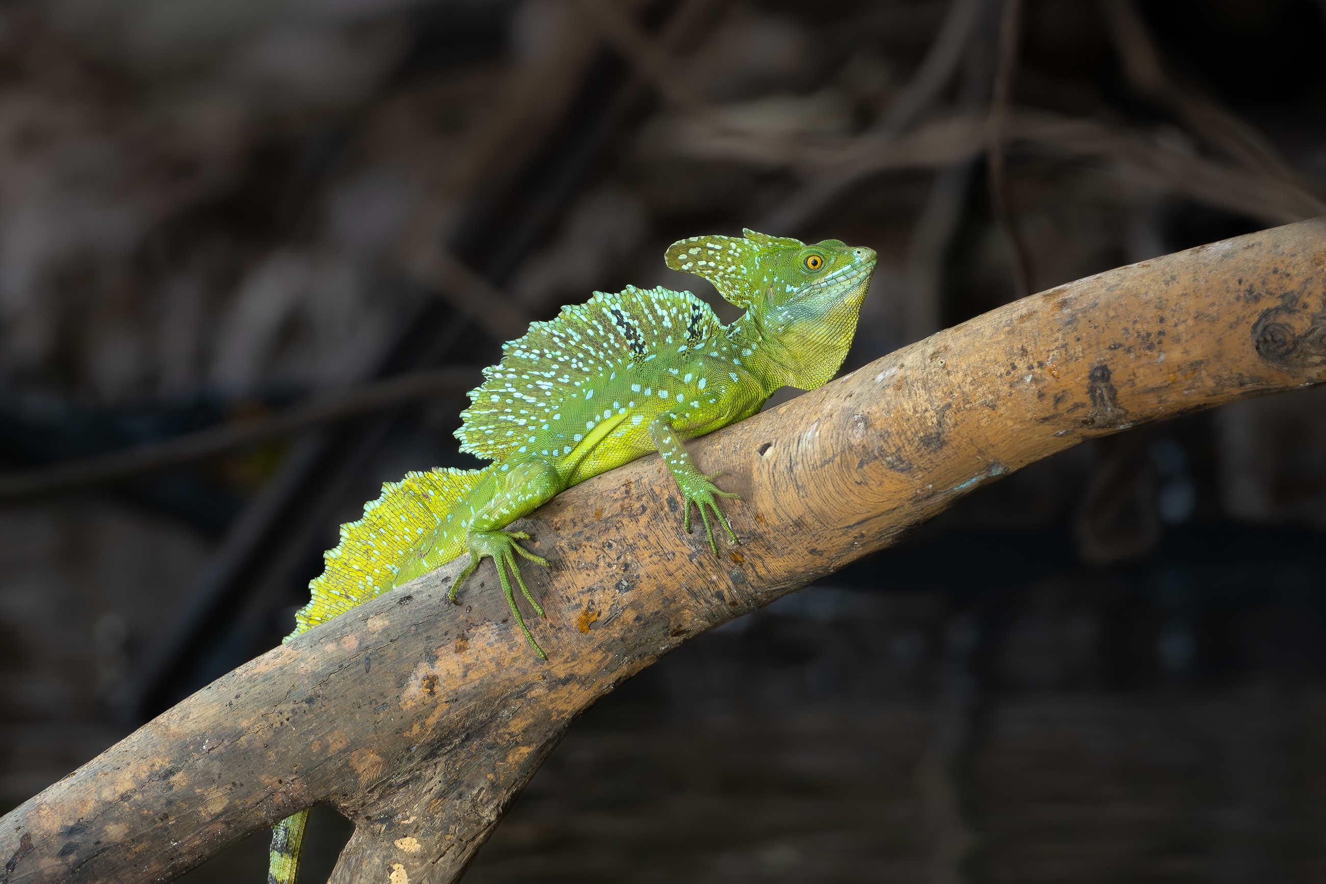 Nazwa:  P1190610.jpg
Wyświetleń: 80
Rozmiar:  2,32 MB
