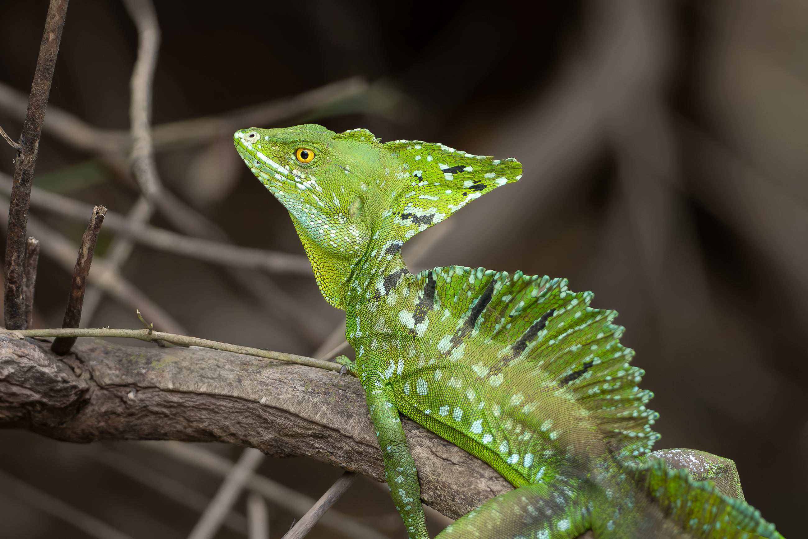 Nazwa:  P1190524.jpg
Wyświetleń: 80
Rozmiar:  2,74 MB