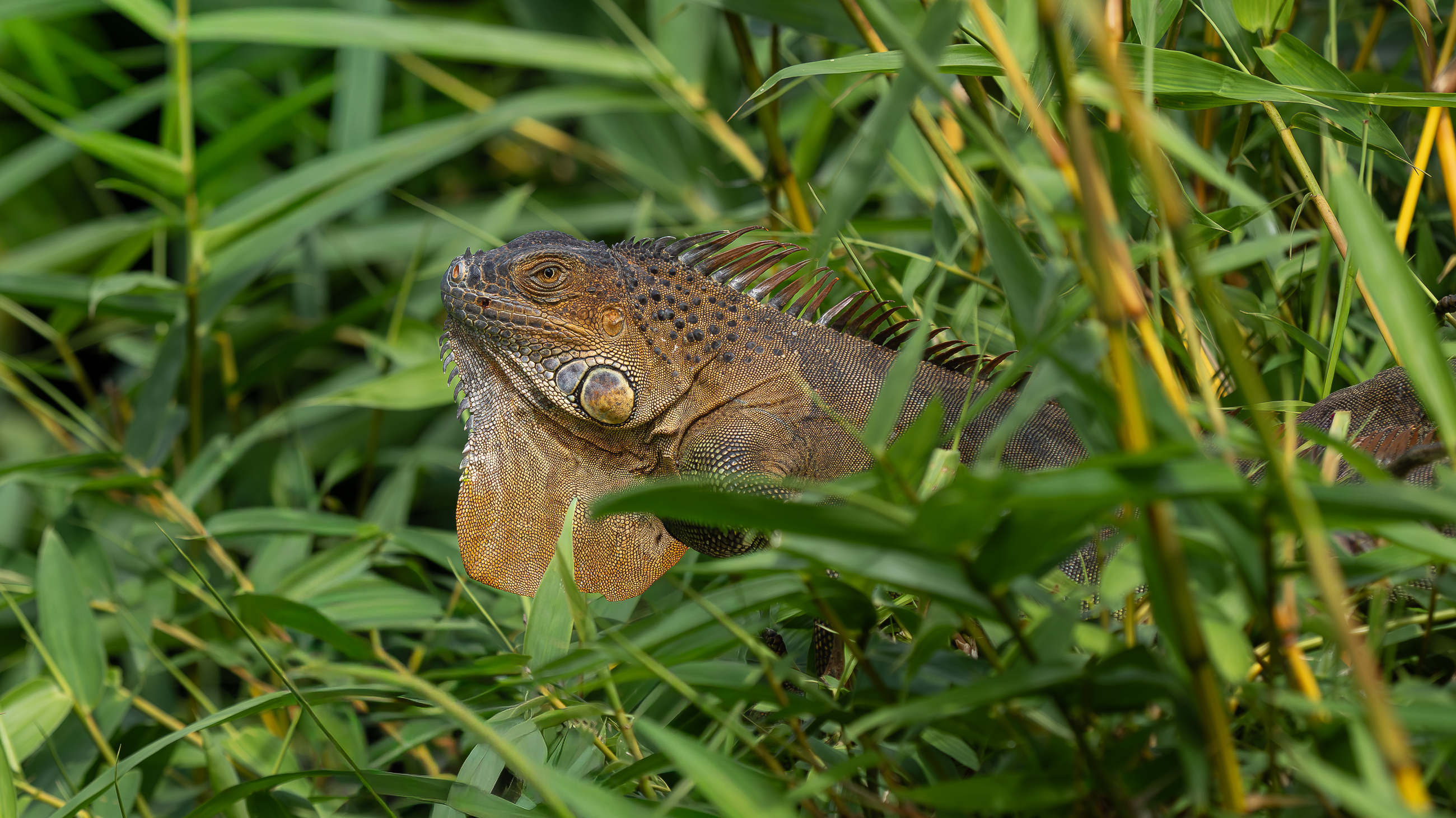 Nazwa:  P1170331-2.jpg
Wyświetleń: 32
Rozmiar:  2,52 MB