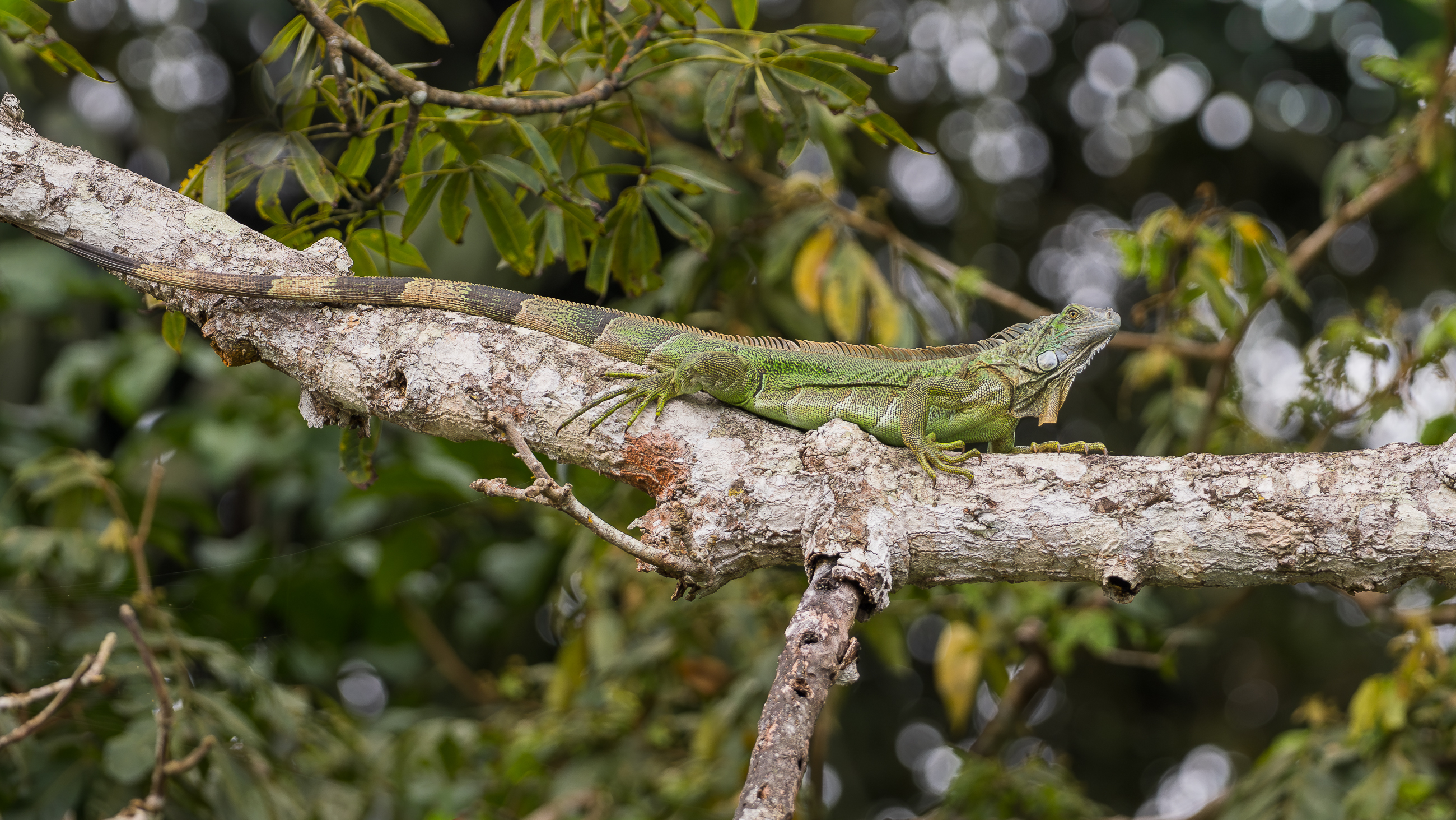 Nazwa:  P1190509-2.jpg
Wyświetleń: 33
Rozmiar:  2,66 MB
