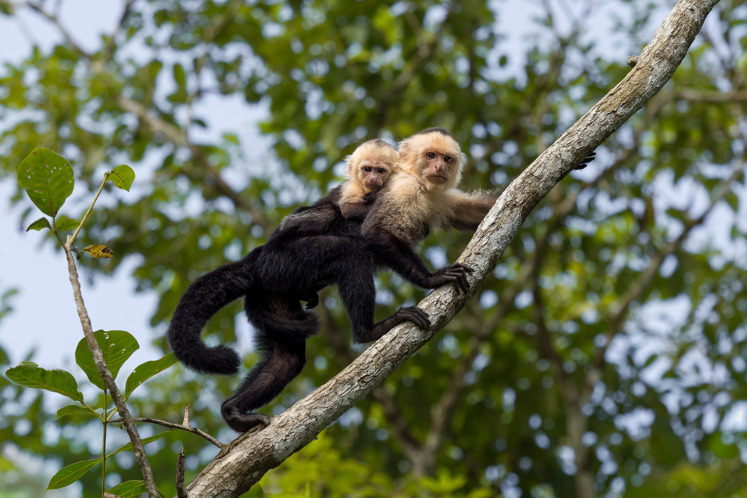 Nazwa:  P1170273.jpg
Wyświetleń: 121
Rozmiar:  2,77 MB