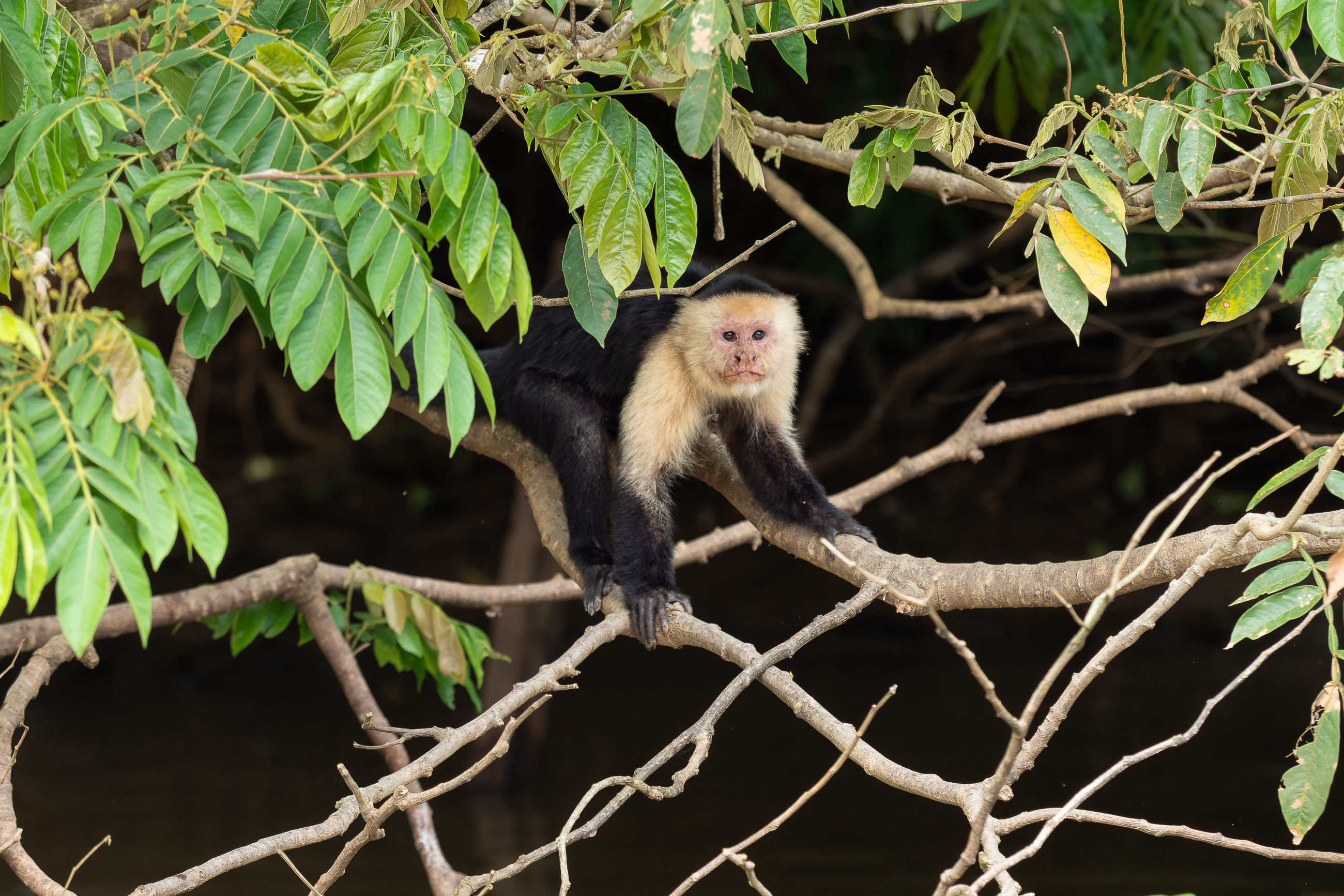 Nazwa:  P1170312-2.jpg
Wyświetleń: 120
Rozmiar:  3,15 MB