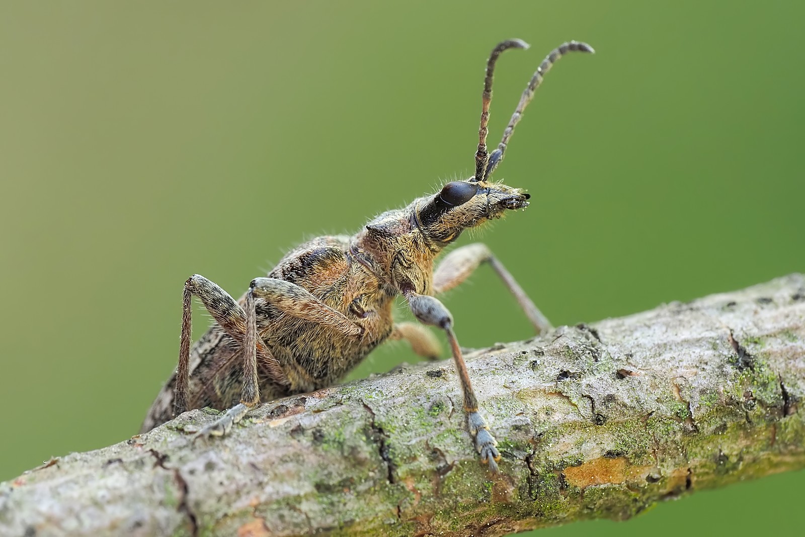 Nazwa:  rębacz pstry169117mf.jpg
Wyświetleń: 19
Rozmiar:  302,5 KB