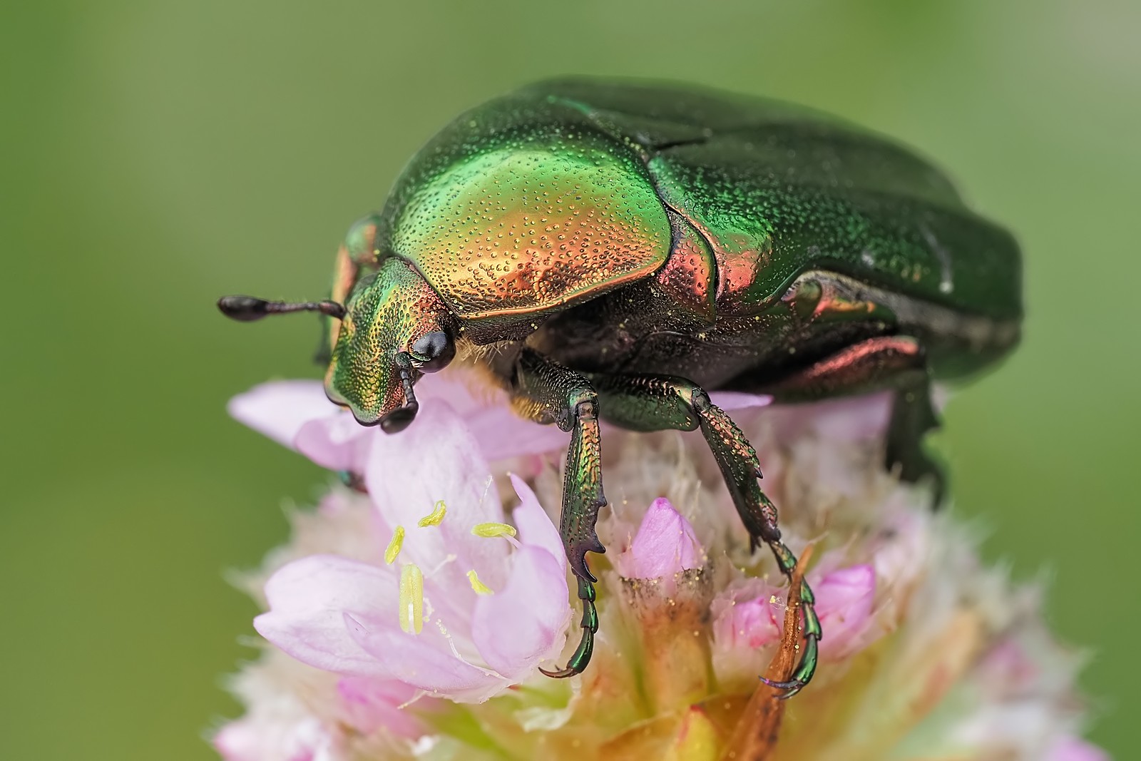 Nazwa:  kruszczyca099083mf.jpg
Wyświetleń: 16
Rozmiar:  234,4 KB