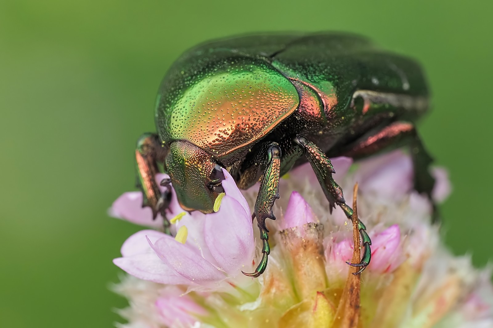 Nazwa:  kruszczyca099094mf.jpg
Wyświetleń: 16
Rozmiar:  232,5 KB