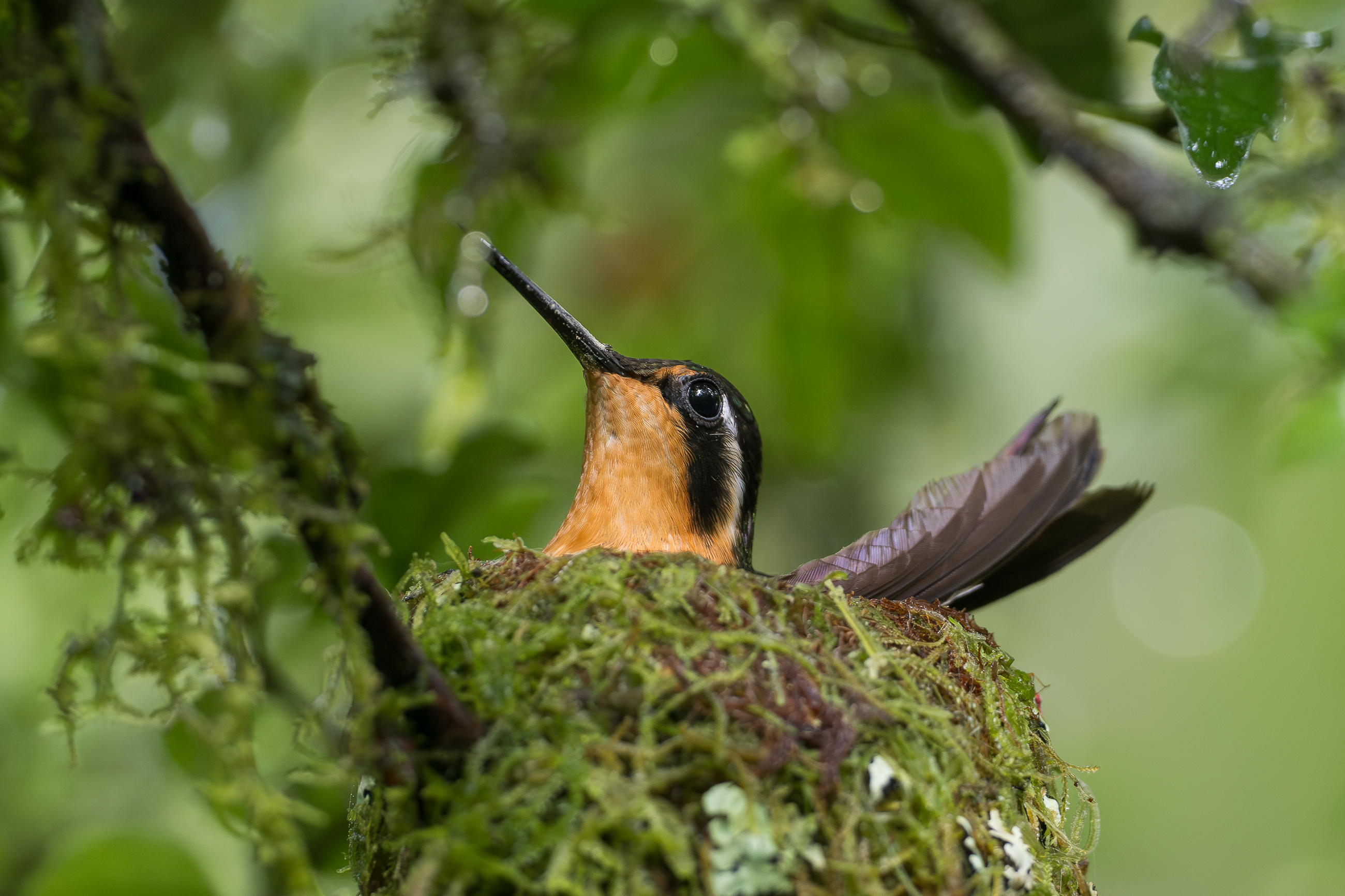 Nazwa:  P1200713.jpg
Wyświetleń: 83
Rozmiar:  2,43 MB