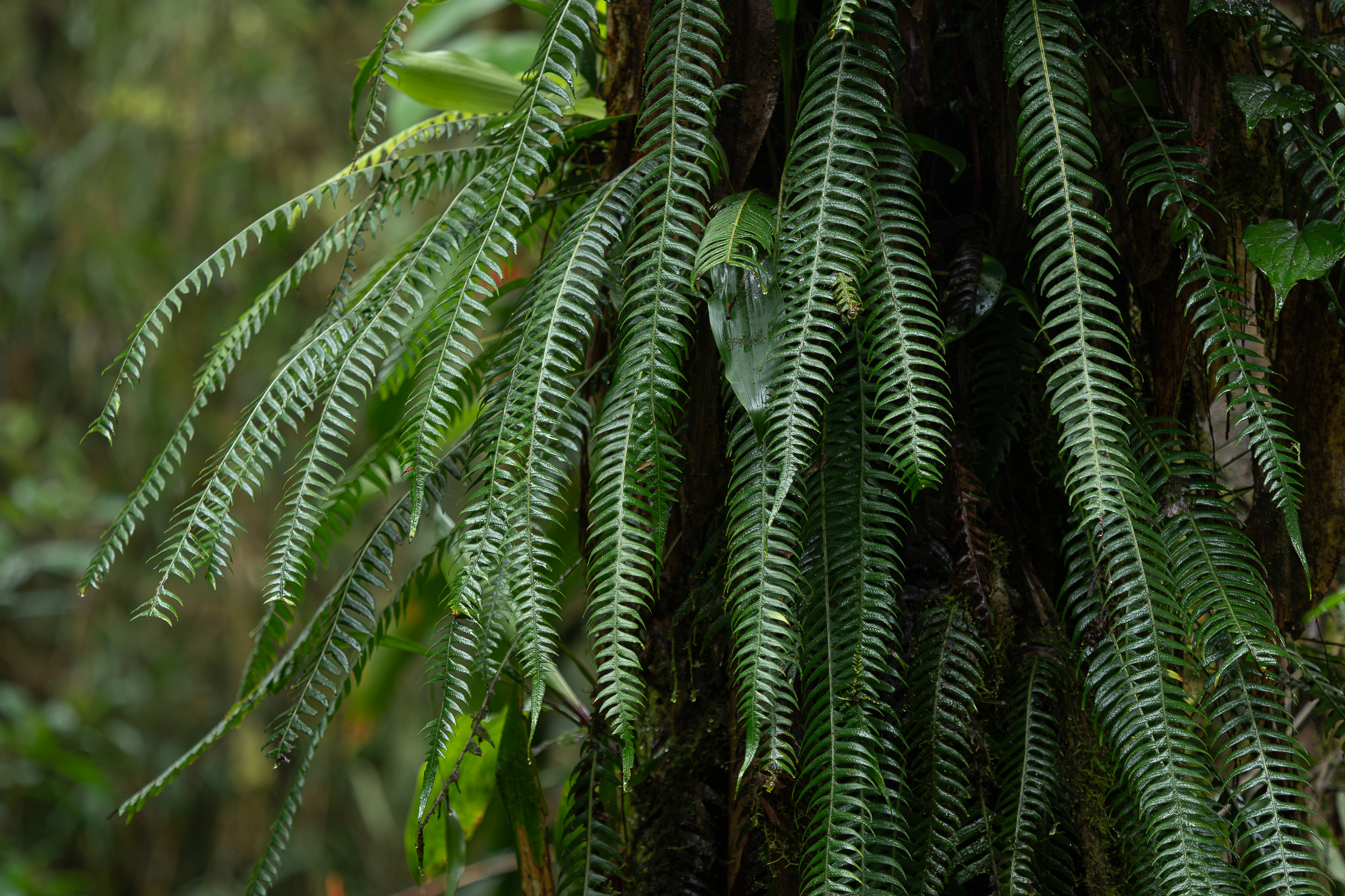 Nazwa:  P1180398.jpg
Wyświetleń: 85
Rozmiar:  3,80 MB