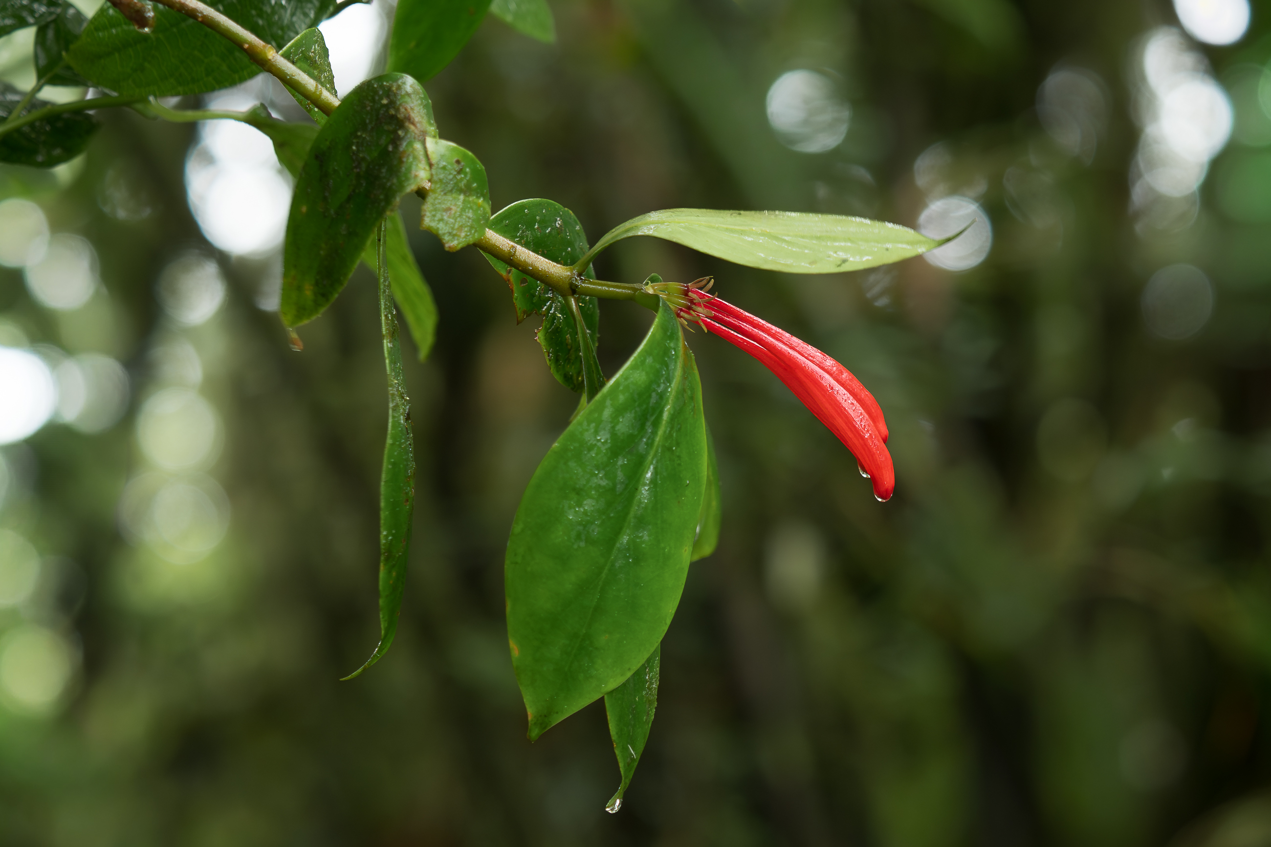 Nazwa:  P1180386.jpg
Wyświetleń: 84
Rozmiar:  1,50 MB