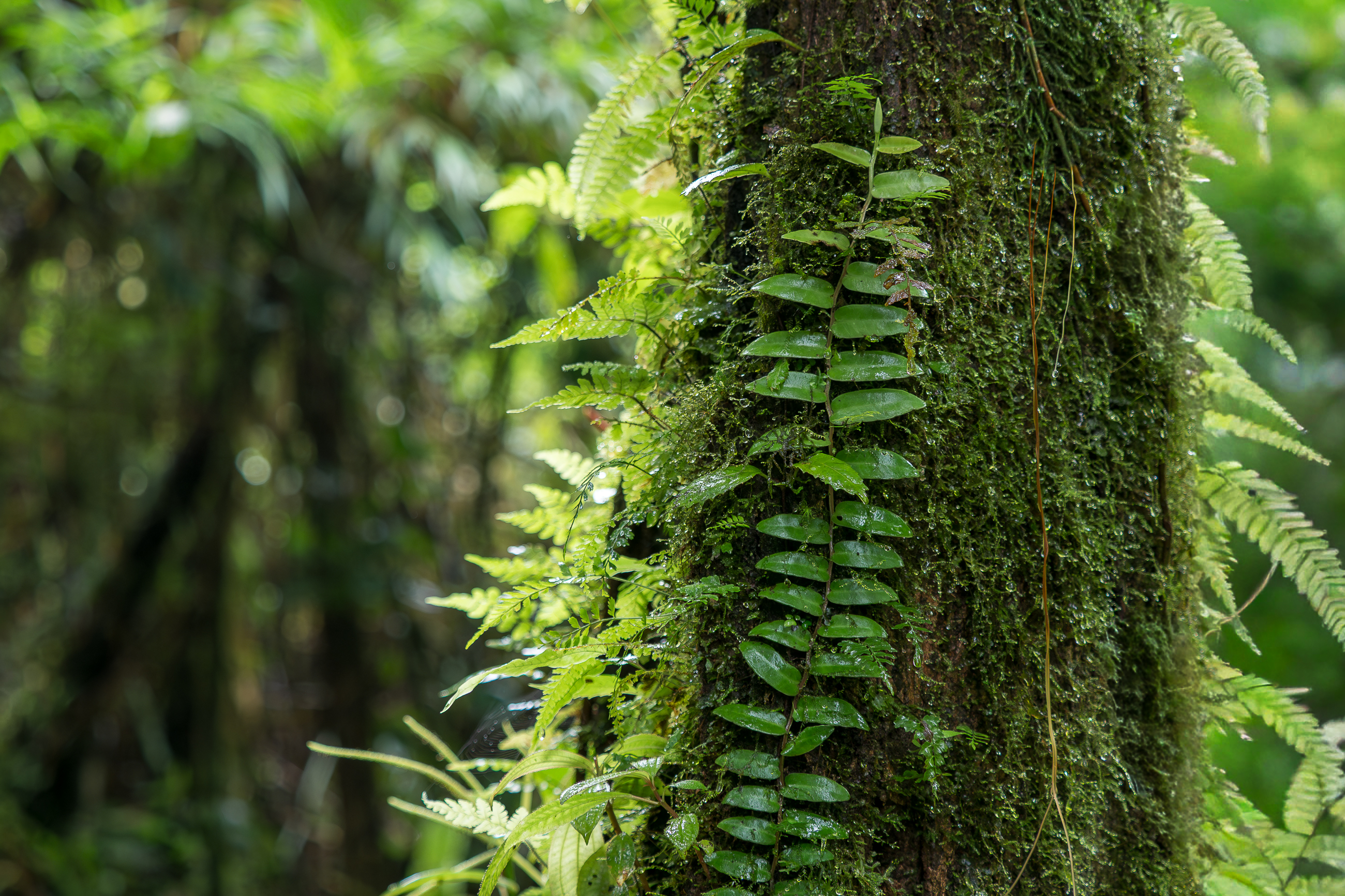 Nazwa:  P1180369.jpg
Wyświetleń: 82
Rozmiar:  3,66 MB