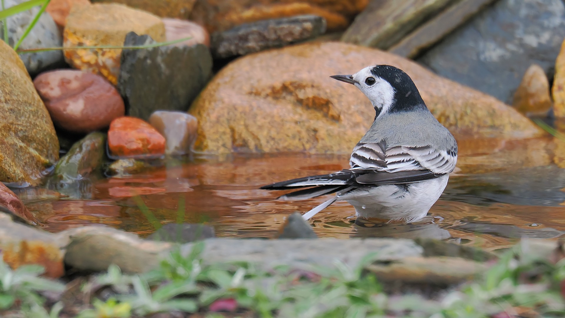 Nazwa:  pliszka139802jf.jpg
Wyświetleń: 44
Rozmiar:  332,0 KB