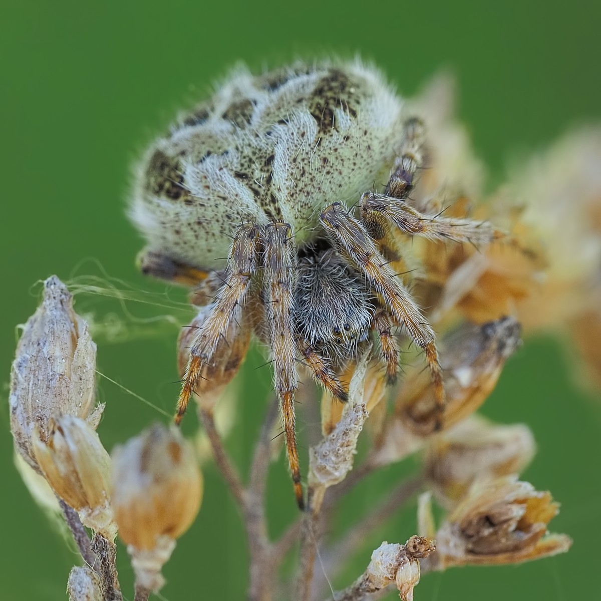 Nazwa:  krzyżaczek ugorowy156287mf.jpg
Wyświetleń: 48
Rozmiar:  259,6 KB