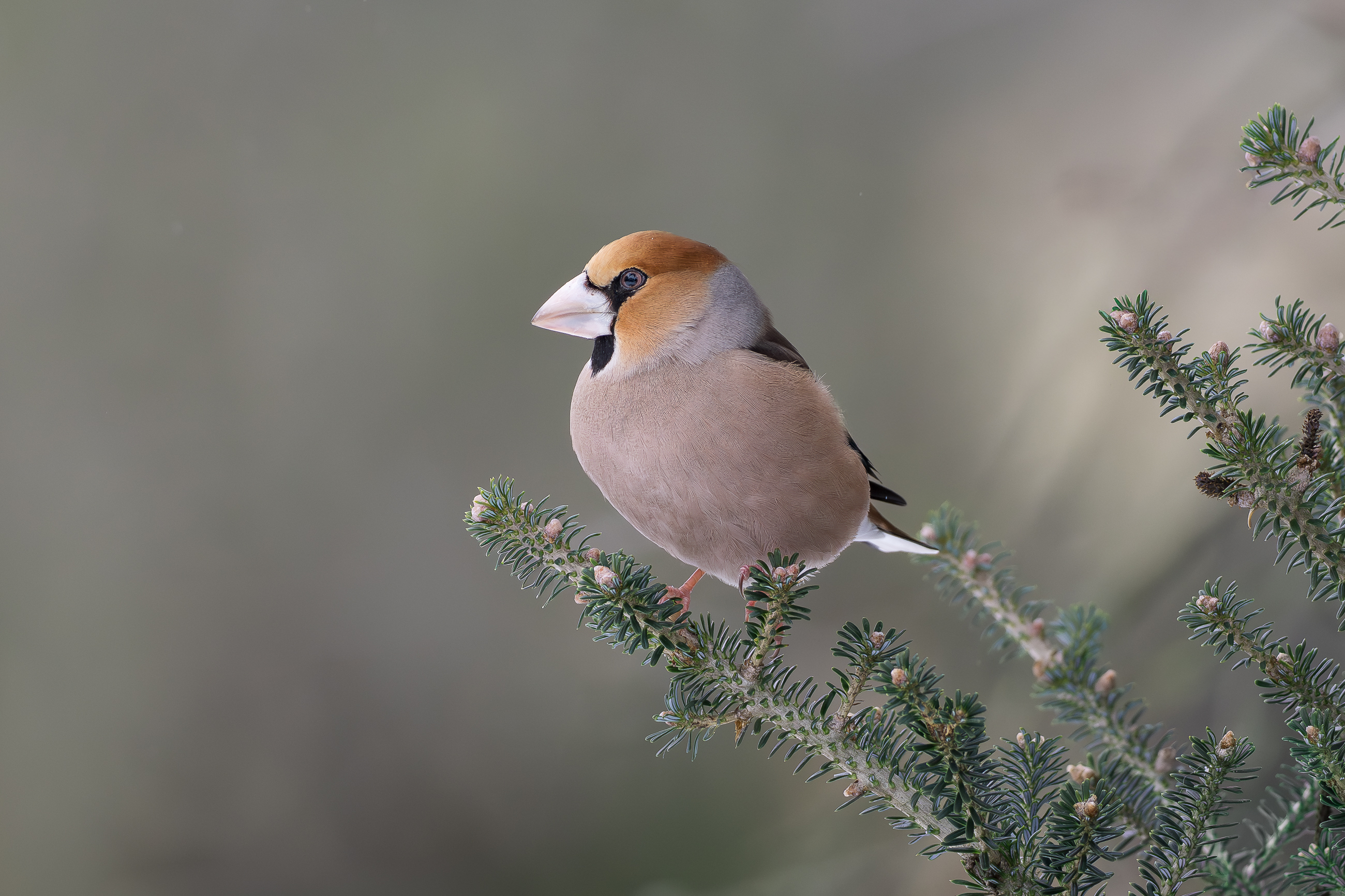 Nazwa:  P2190015.jpg
Wyświetleń: 38
Rozmiar:  2,38 MB