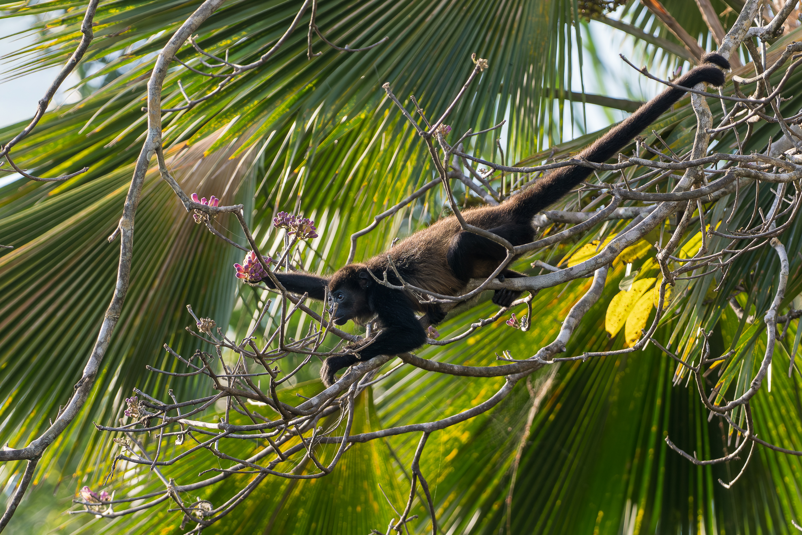 Nazwa:  P1231273.jpg
Wyświetleń: 71
Rozmiar:  4,20 MB