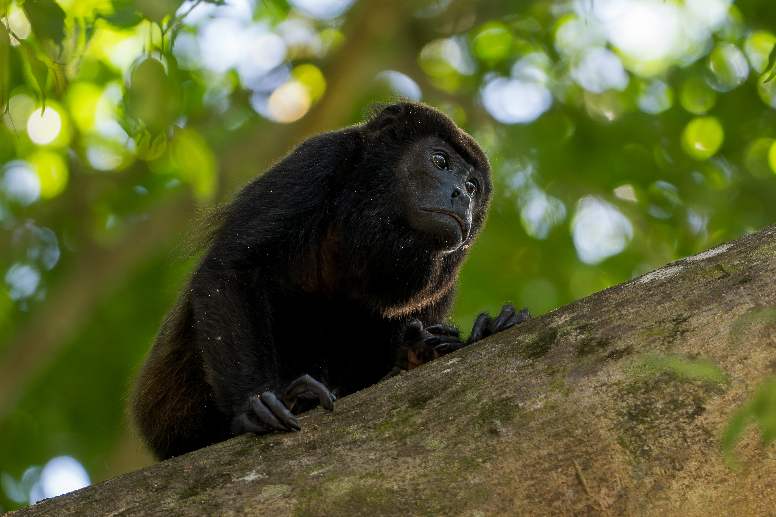 Nazwa:  P1231094.jpg
Wyświetleń: 71
Rozmiar:  2,94 MB