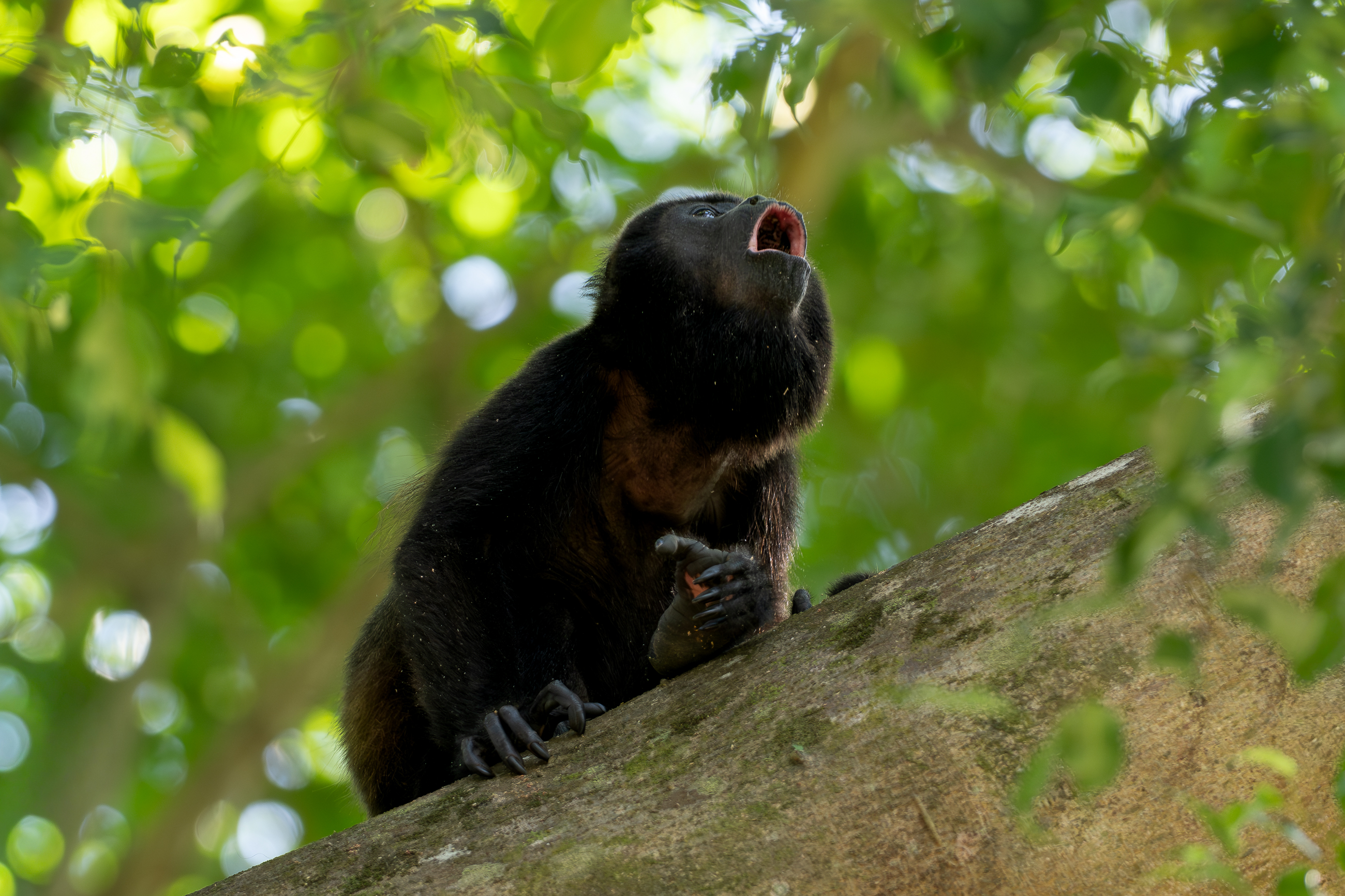 Nazwa:  P1231081.jpg
Wyświetleń: 70
Rozmiar:  2,68 MB