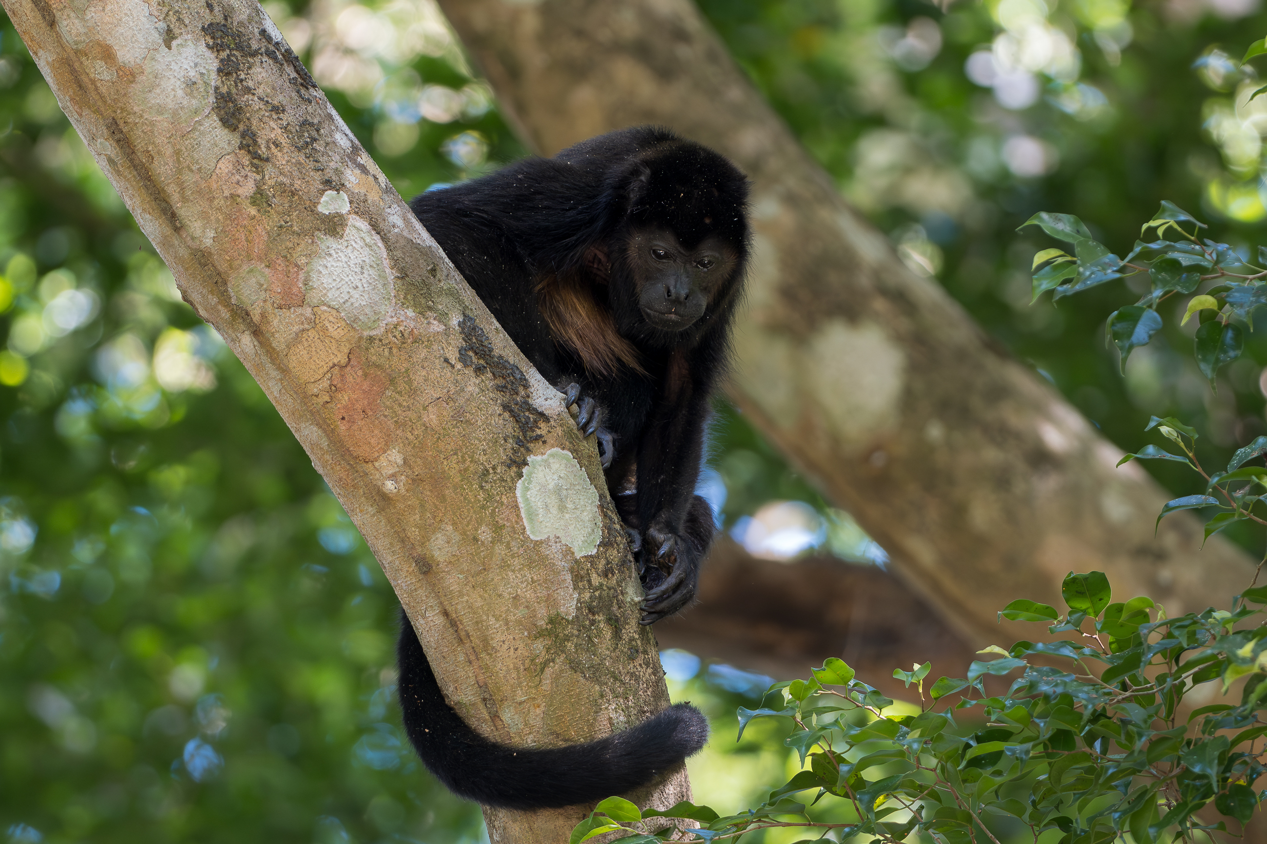 Nazwa:  P1231102.jpg
Wyświetleń: 71
Rozmiar:  3,13 MB