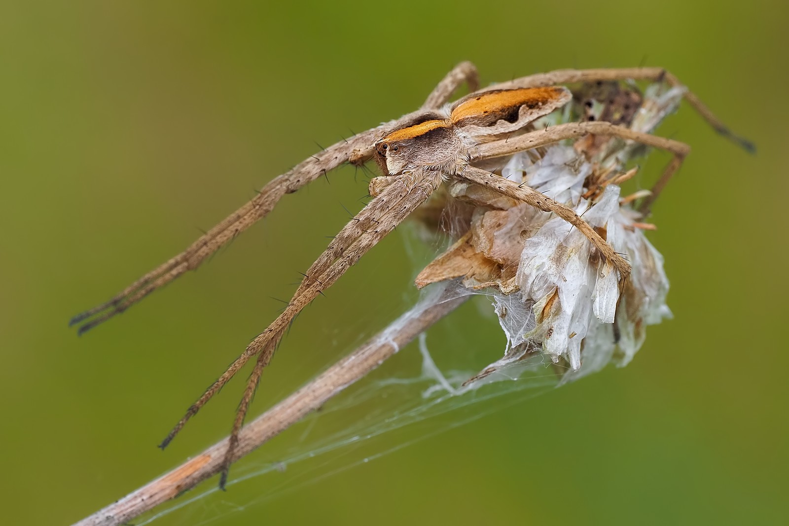 Nazwa:  darownik174381mf.jpg
Wyświetleń: 40
Rozmiar:  187,3 KB