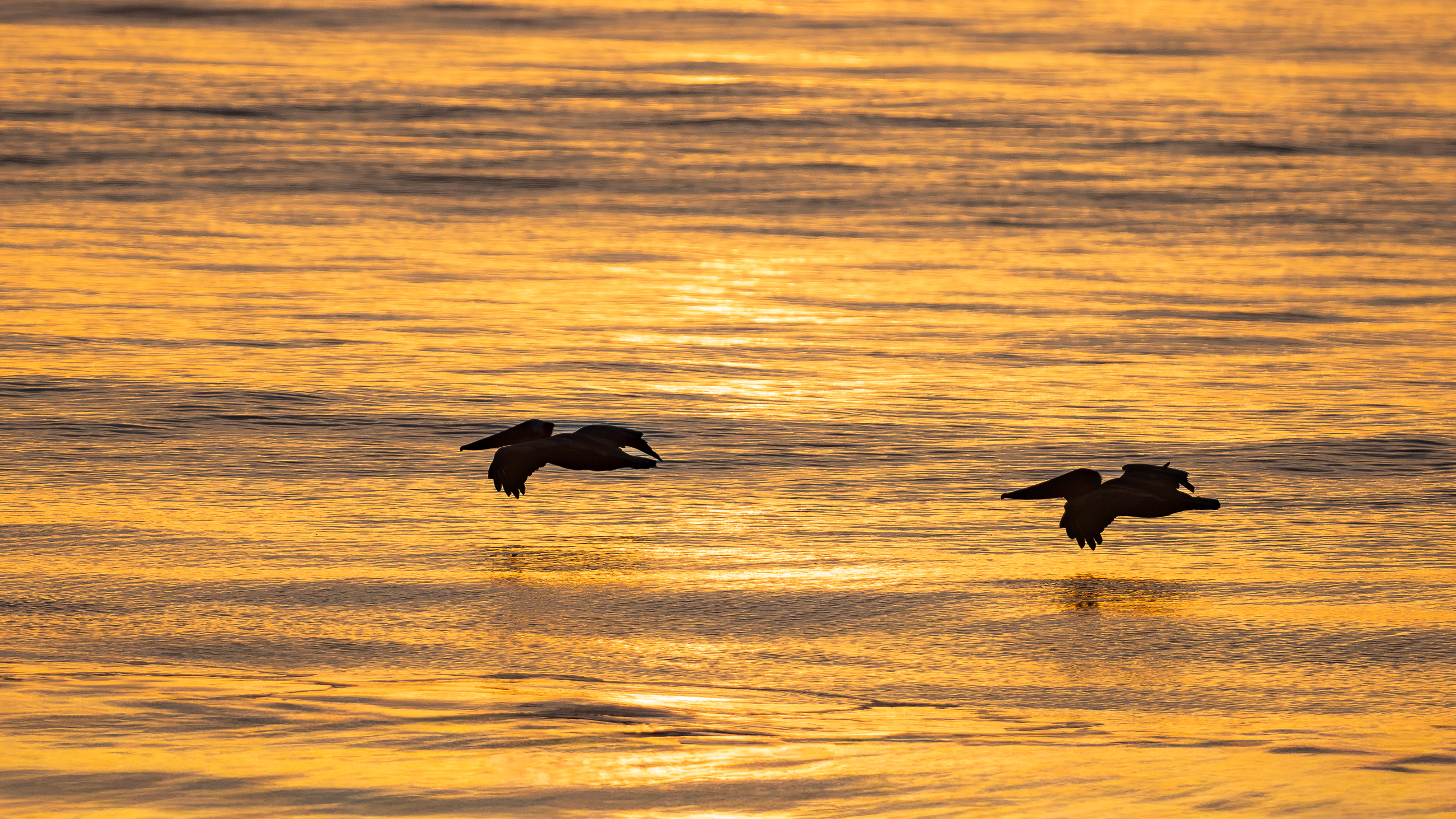 Nazwa:  P1241314.jpg
Wyświetleń: 50
Rozmiar:  3,81 MB