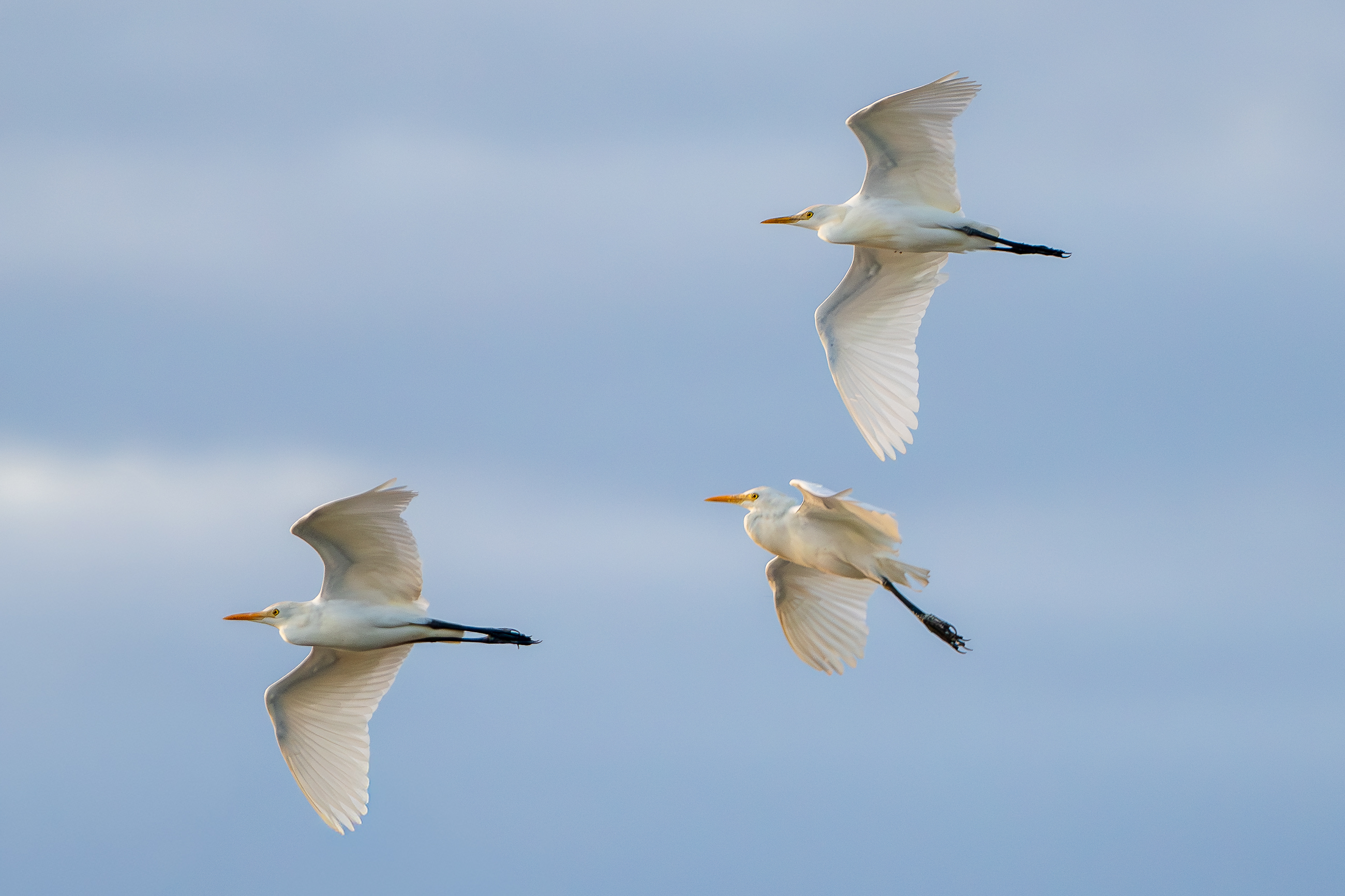 Nazwa:  P1231021-2.jpg
Wyświetleń: 49
Rozmiar:  2,04 MB