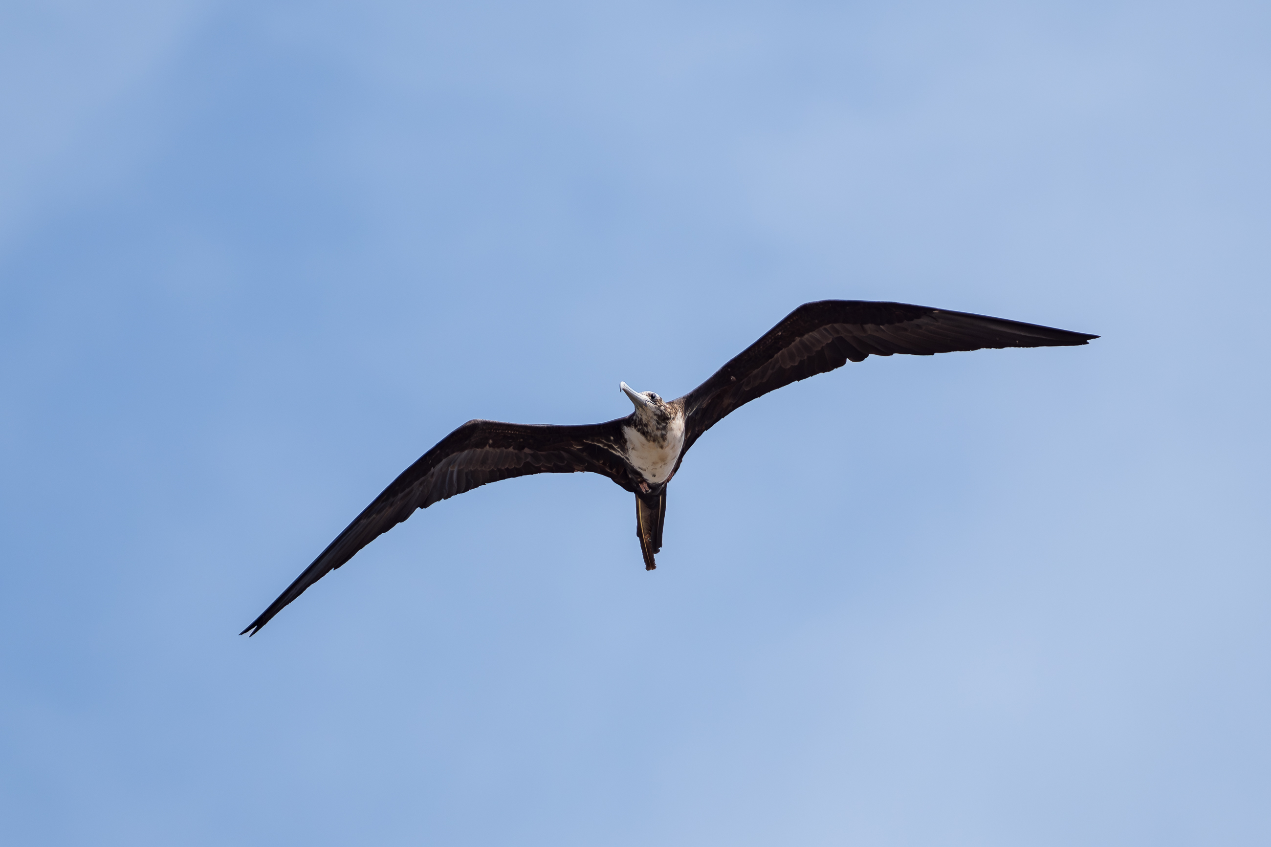 Nazwa:  P1241402-2.jpg
Wyświetleń: 49
Rozmiar:  857,3 KB